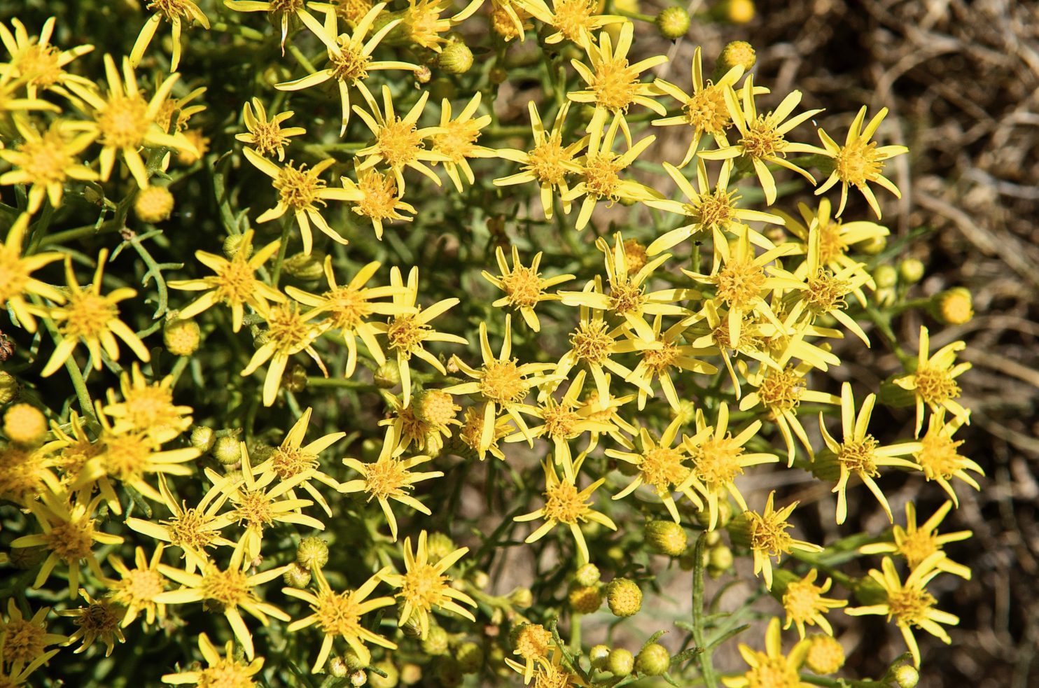 Broom Groundsel (Senecio spartioides) Plants and Animals