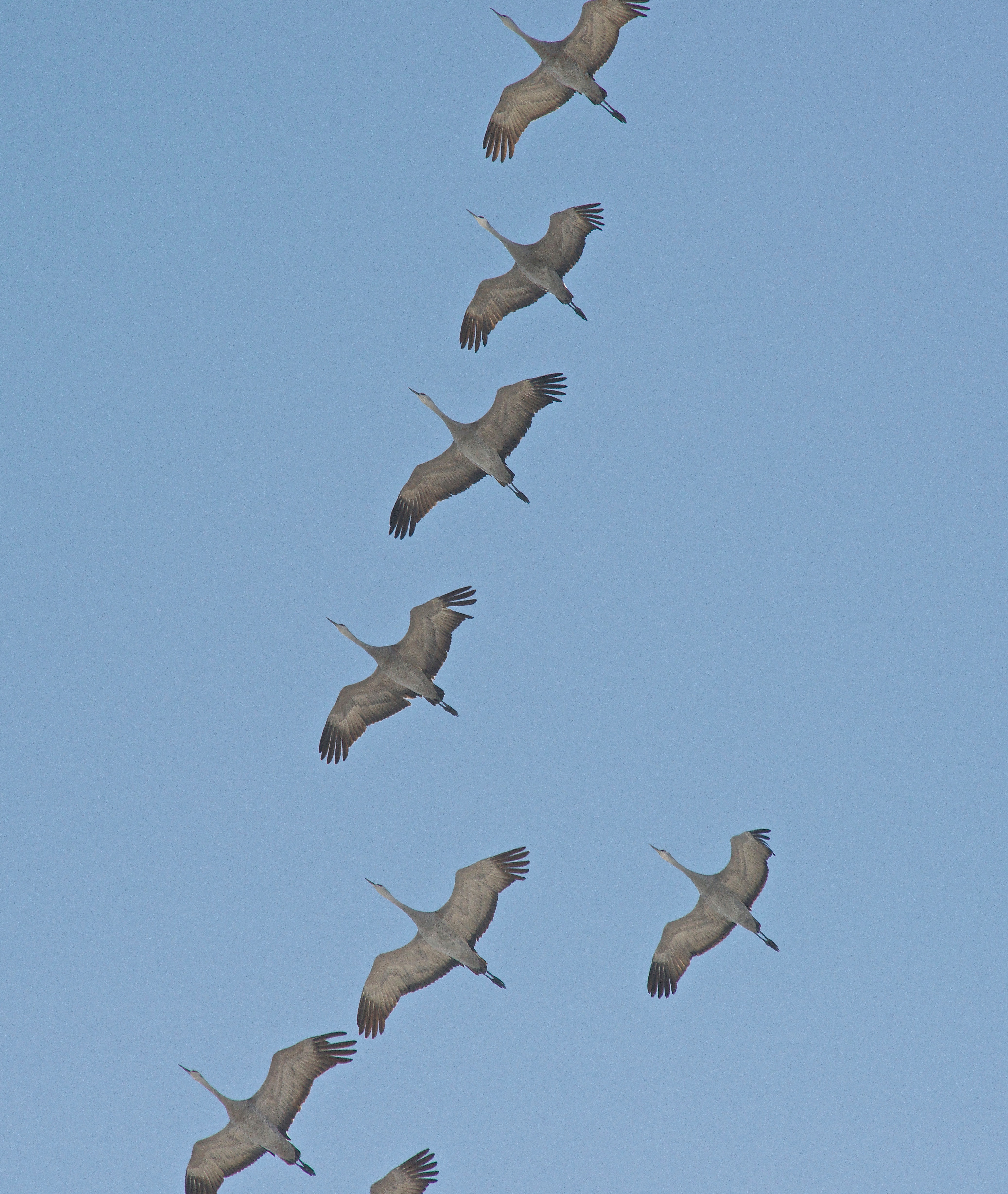 Sandhill Cranes