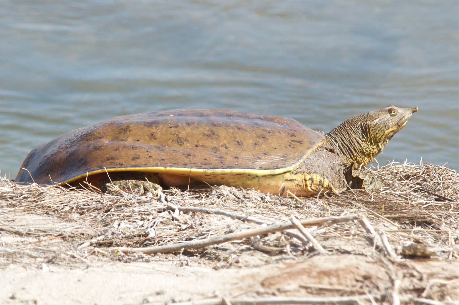 Spiny Soft-Shelled Turtle - Plants and Animals of Northeast Colorado