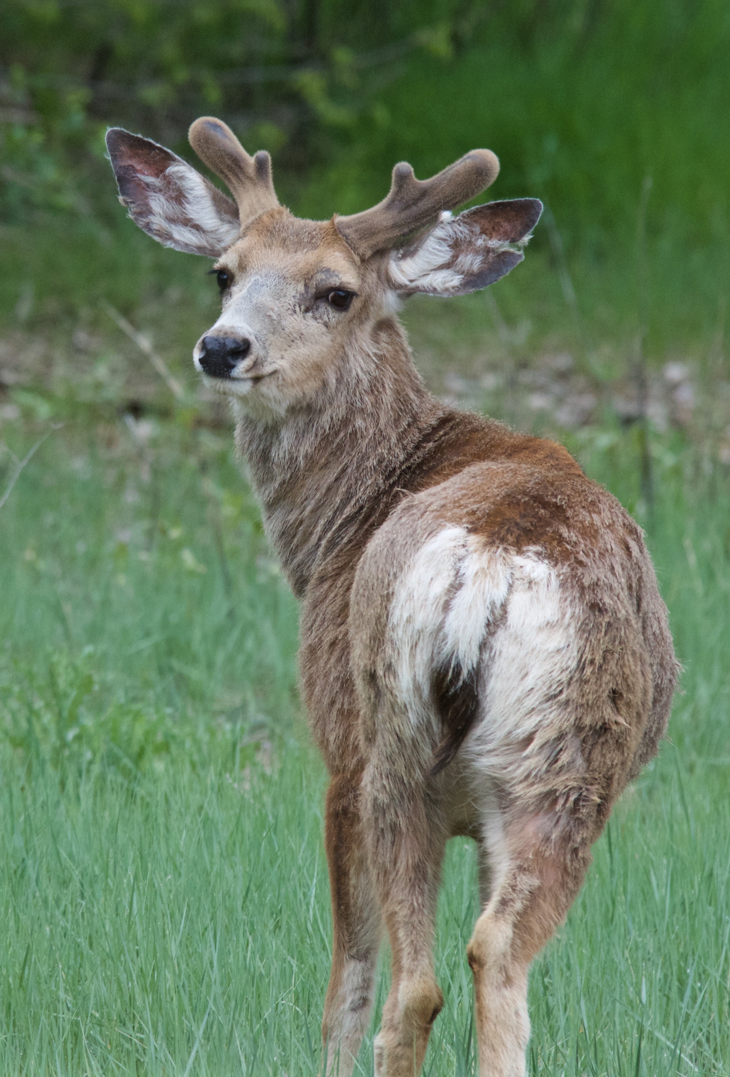 Mule Deer (Split Ear)