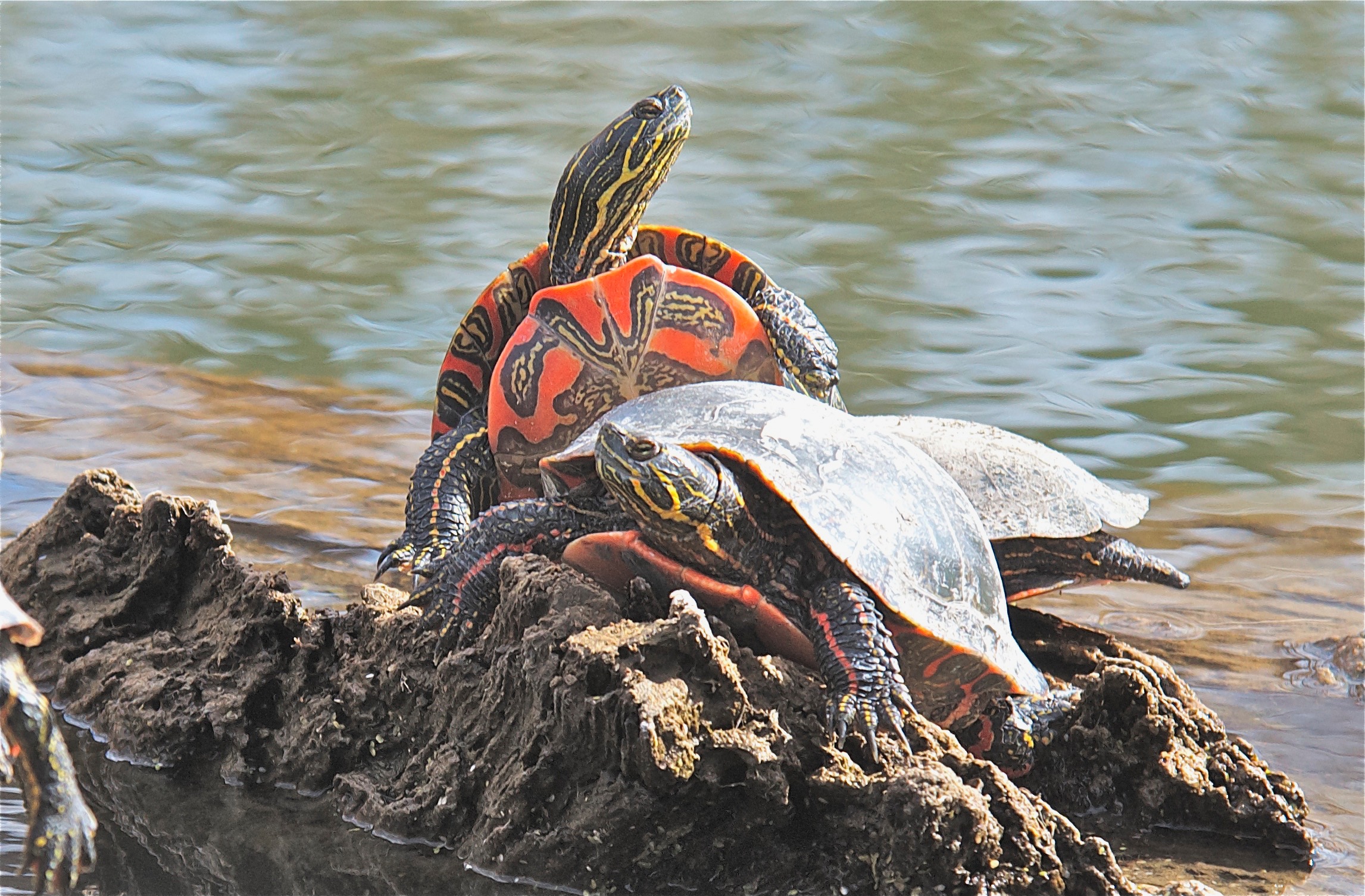 Painted Turtles