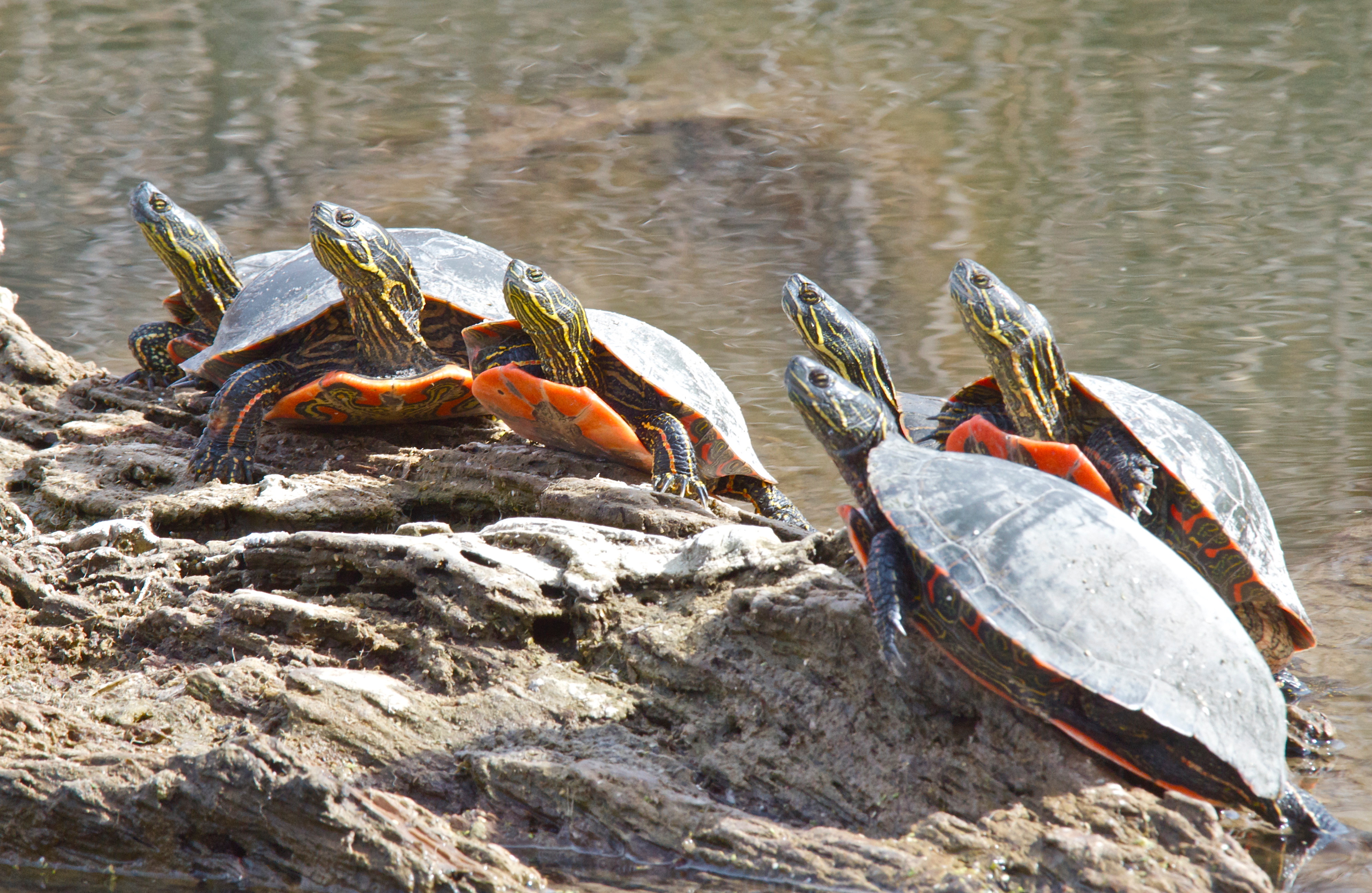 Painted Turtle