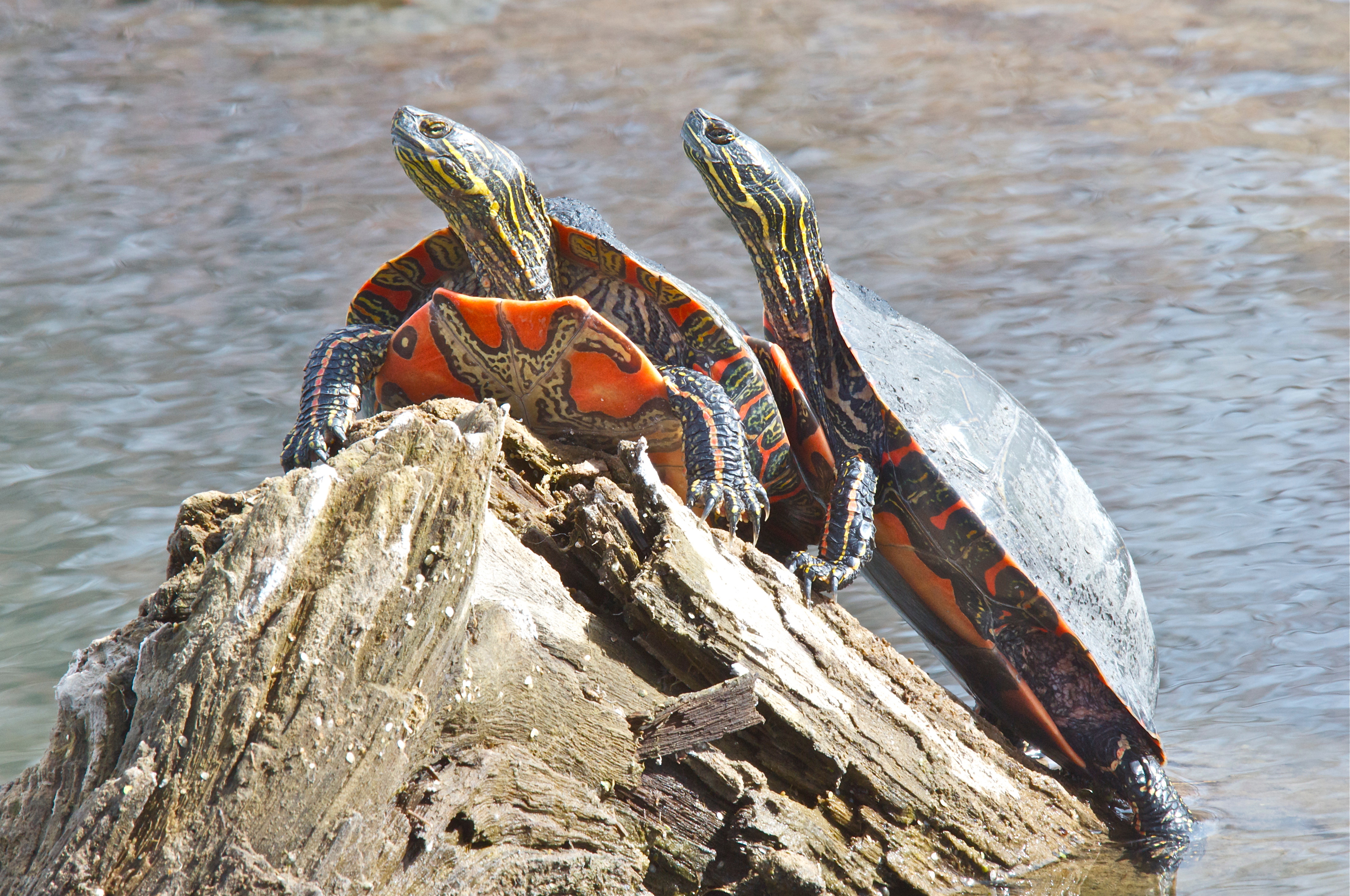 Painted Turtles