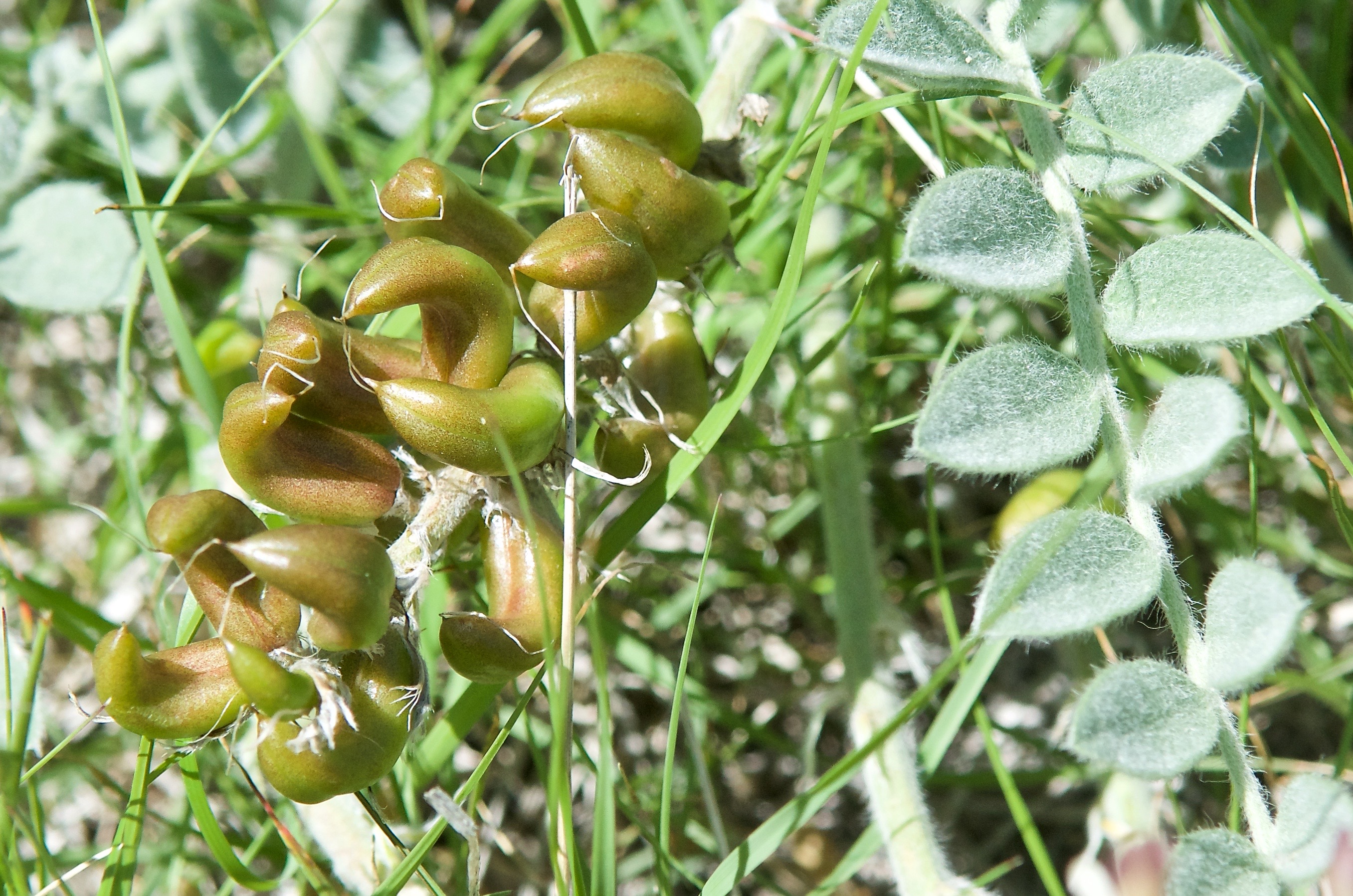 Parry's Milkvetch (Astragalus parryi)