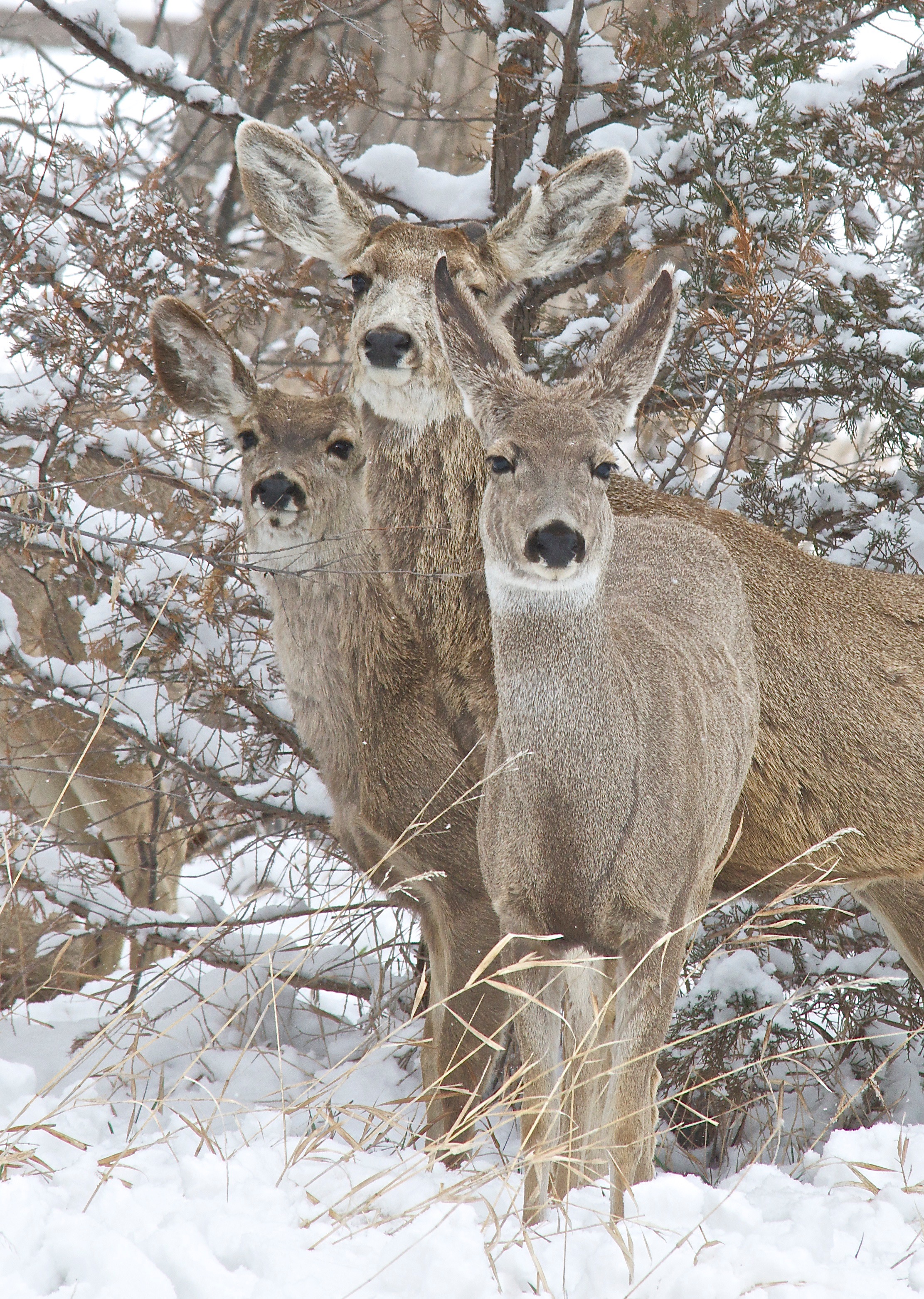 Mule Deer (Split Ear, antler buds) (4-16-13)