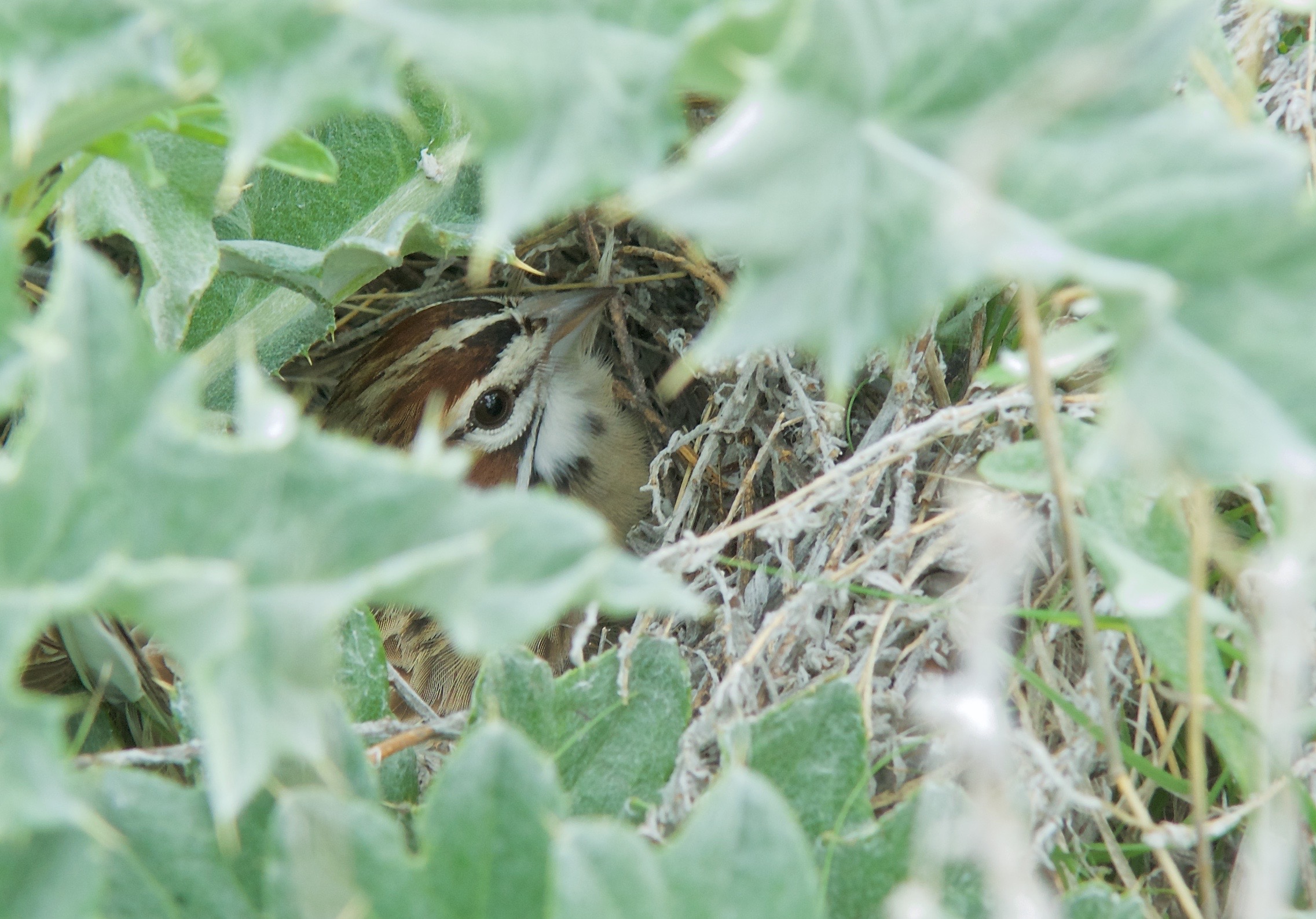 Lark Sparrow on Nest in Wavy-leafed Thistle