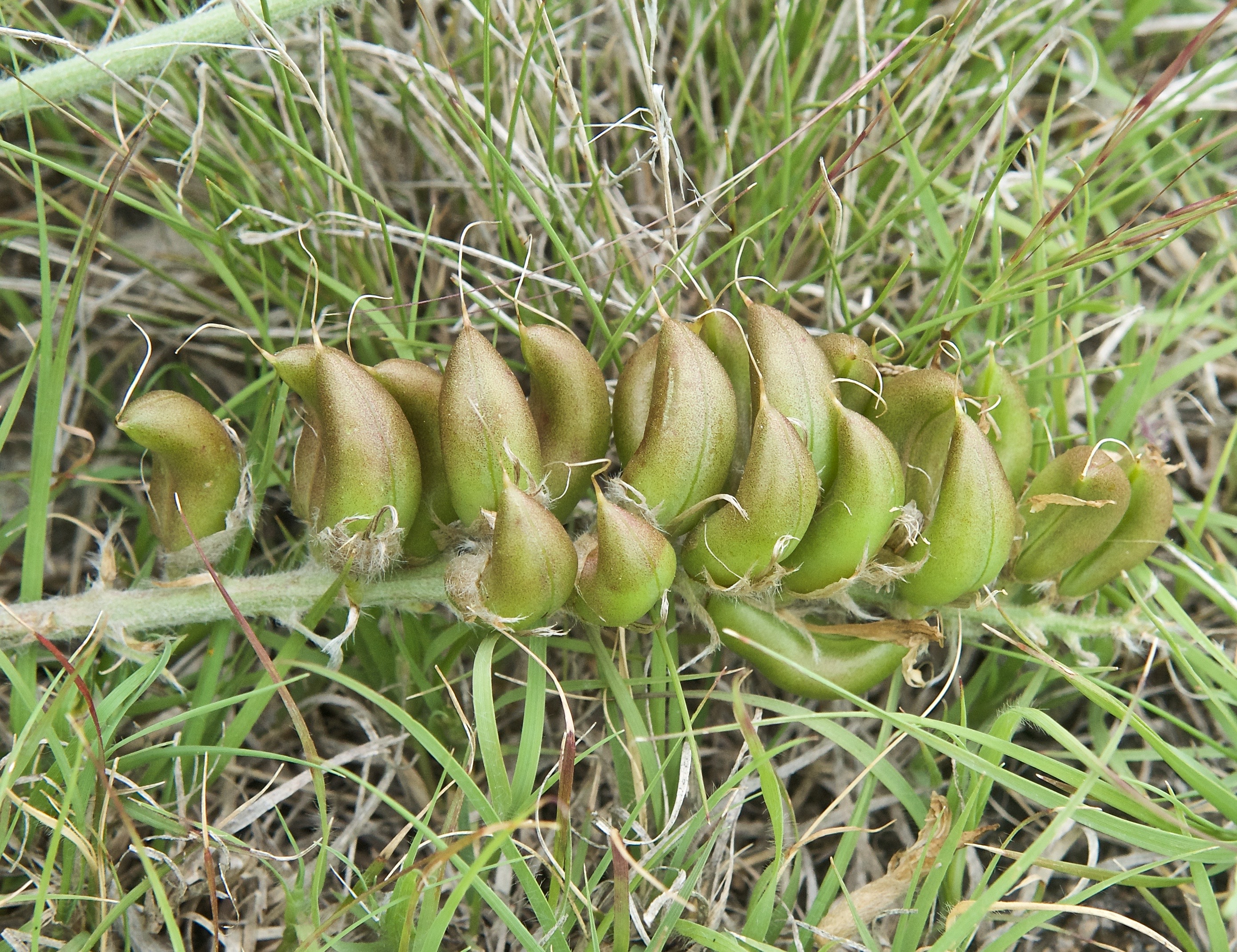 Short's Milkvetch (Astragalus shortianus)