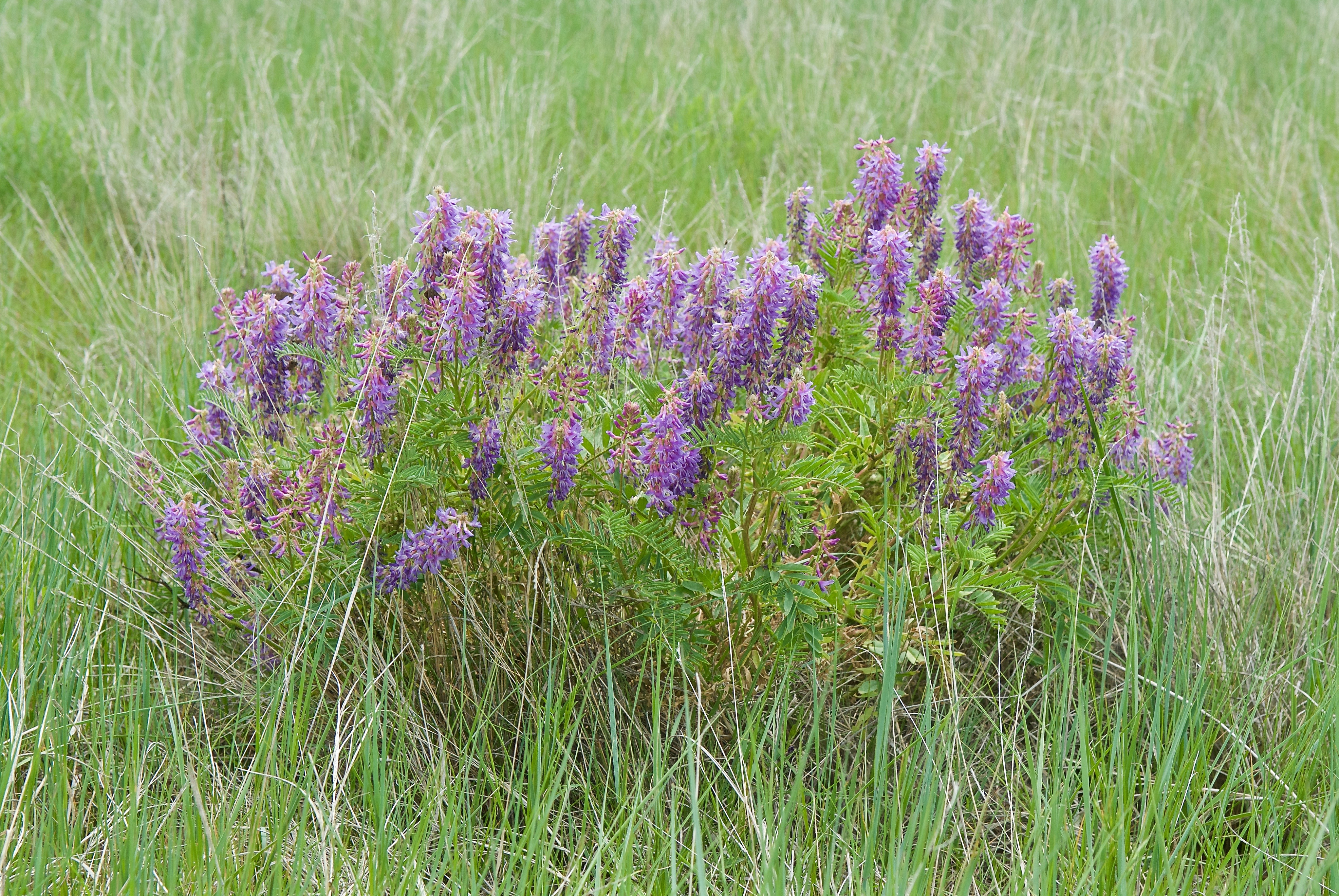 Two-Grooved Milkvetch (Astragalus bisulcatus)