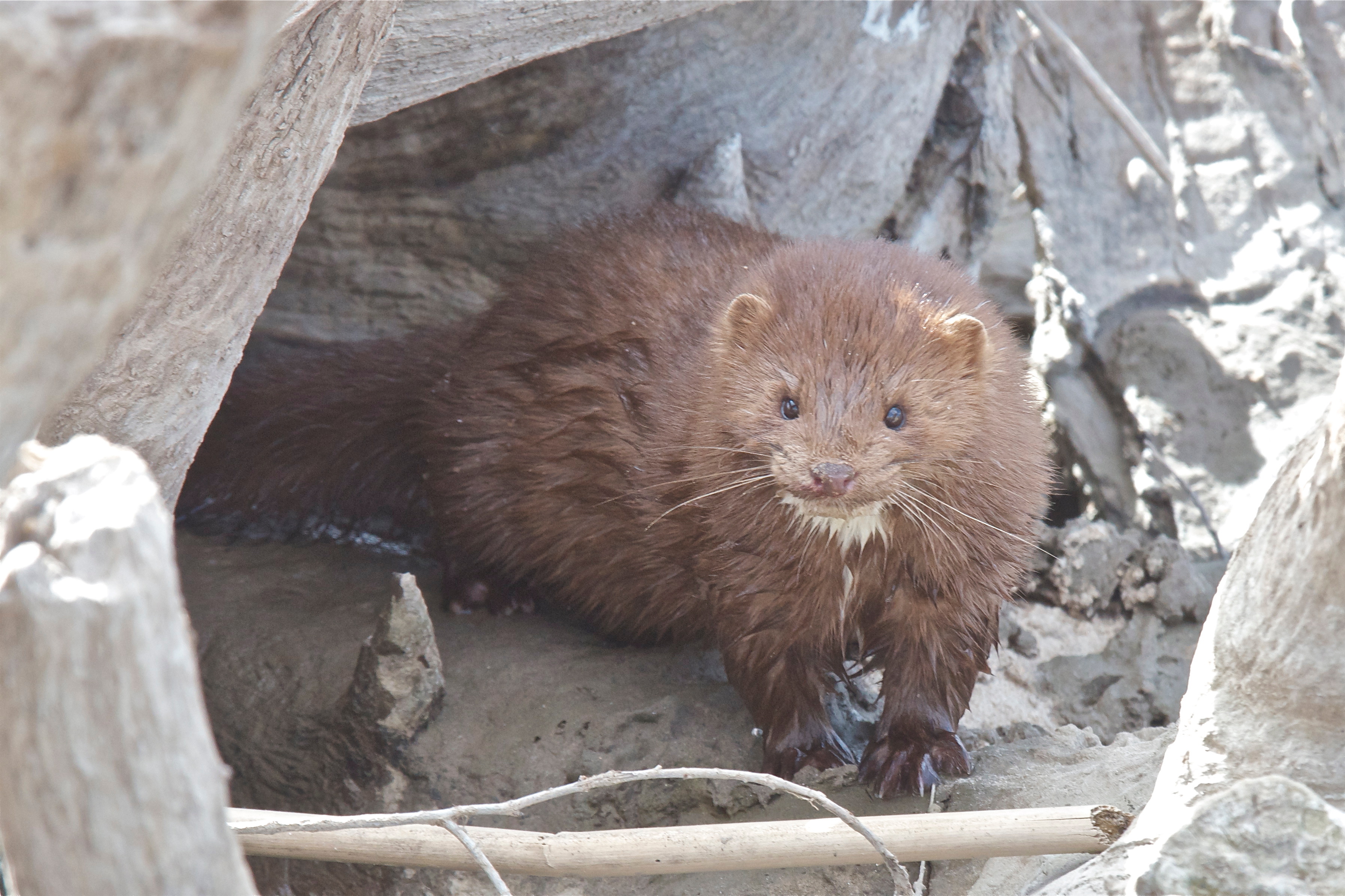 Mink