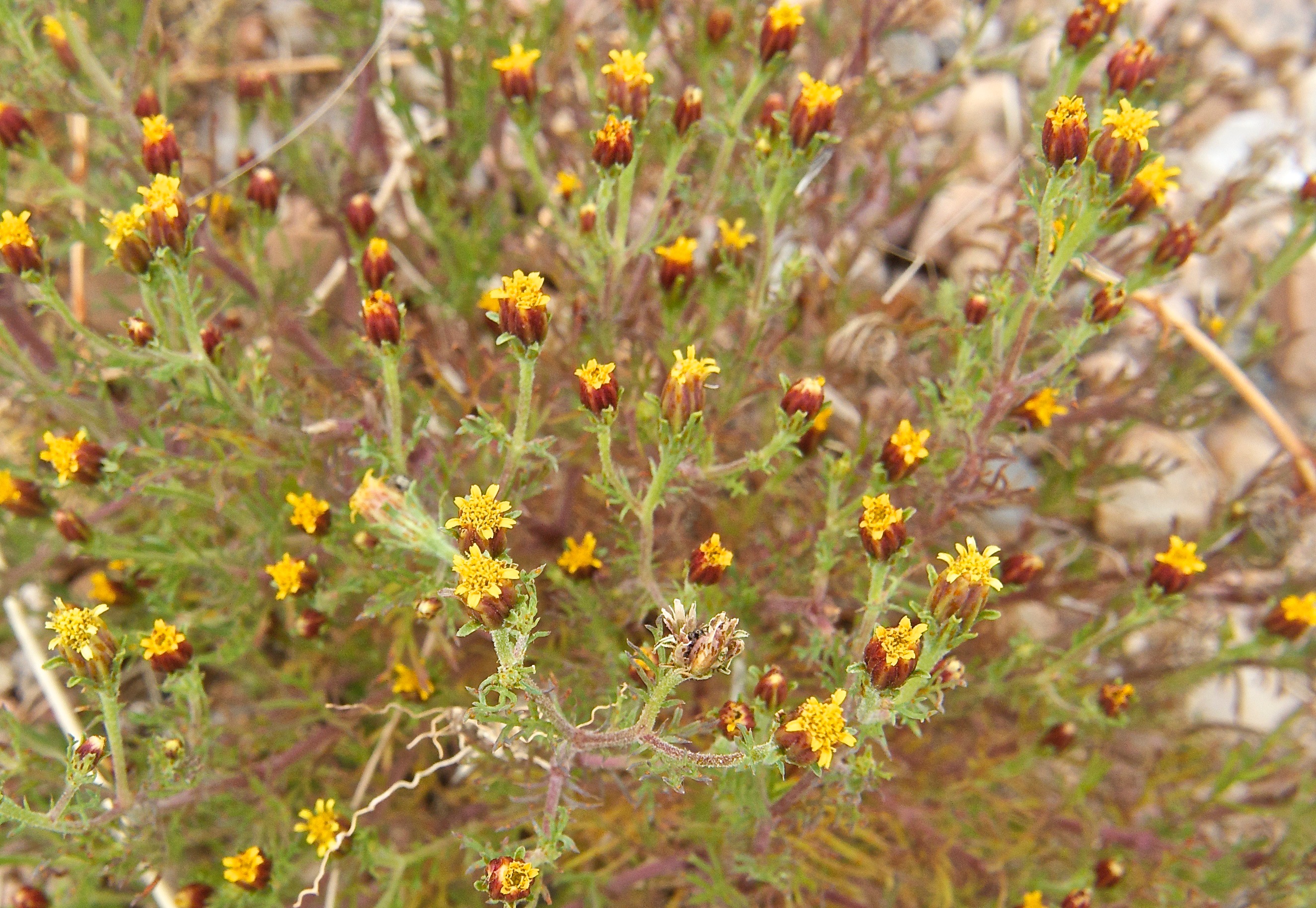 Fetid Marigold (Dyssodia papposa) (Penetrating, Pleasant odor)