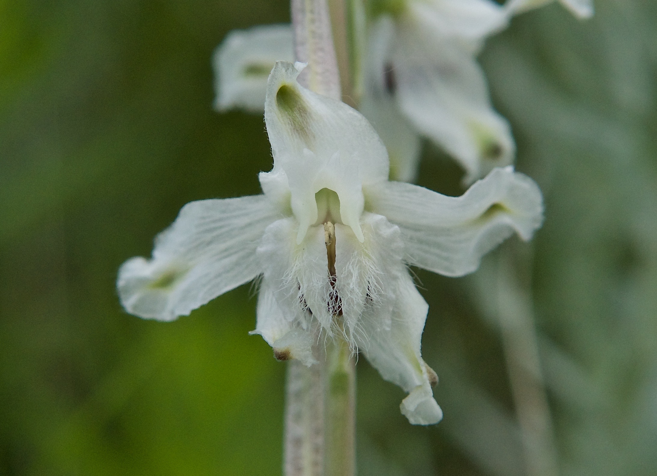 Carolina Larkspur (Delphinium carolinianum ssp. virescens)
