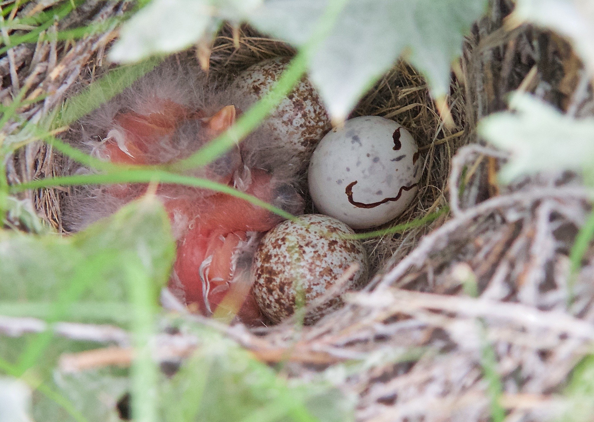 Lark Sparrow Nest