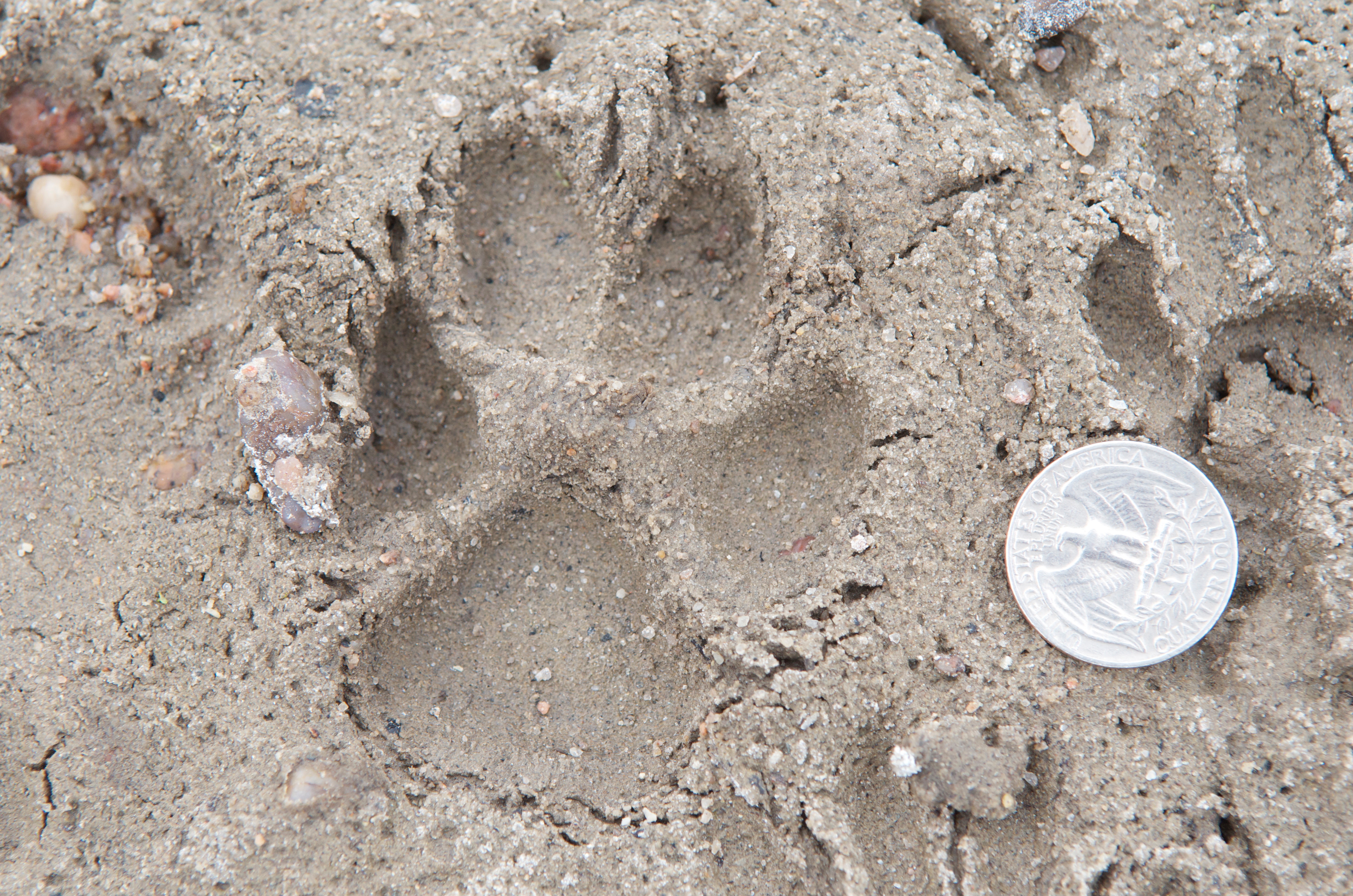 Probably front foot of Coyote (or dog)