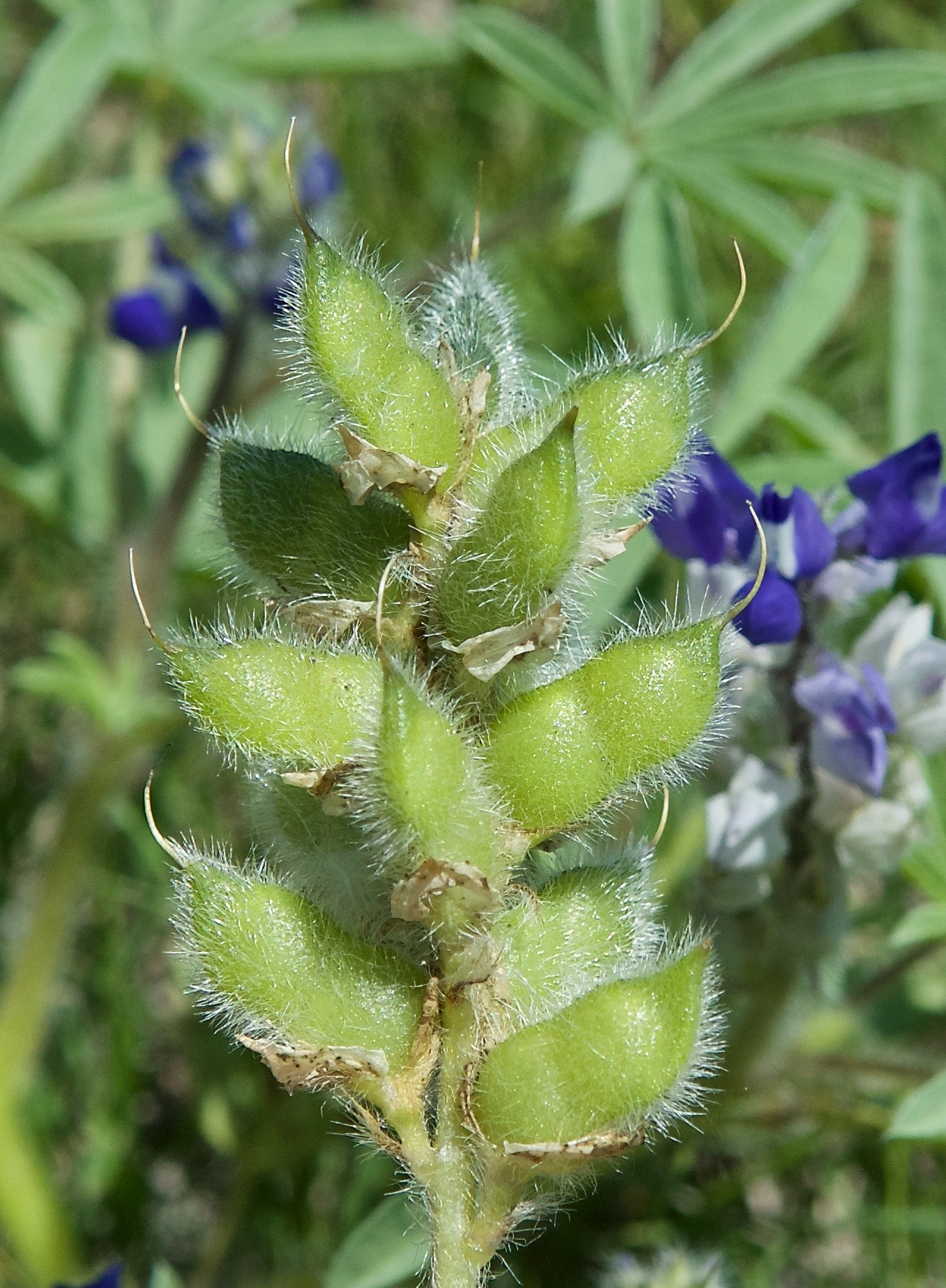 Dwarf Lupine Flowers (Lupinus caespitosus) (Seed Pods)