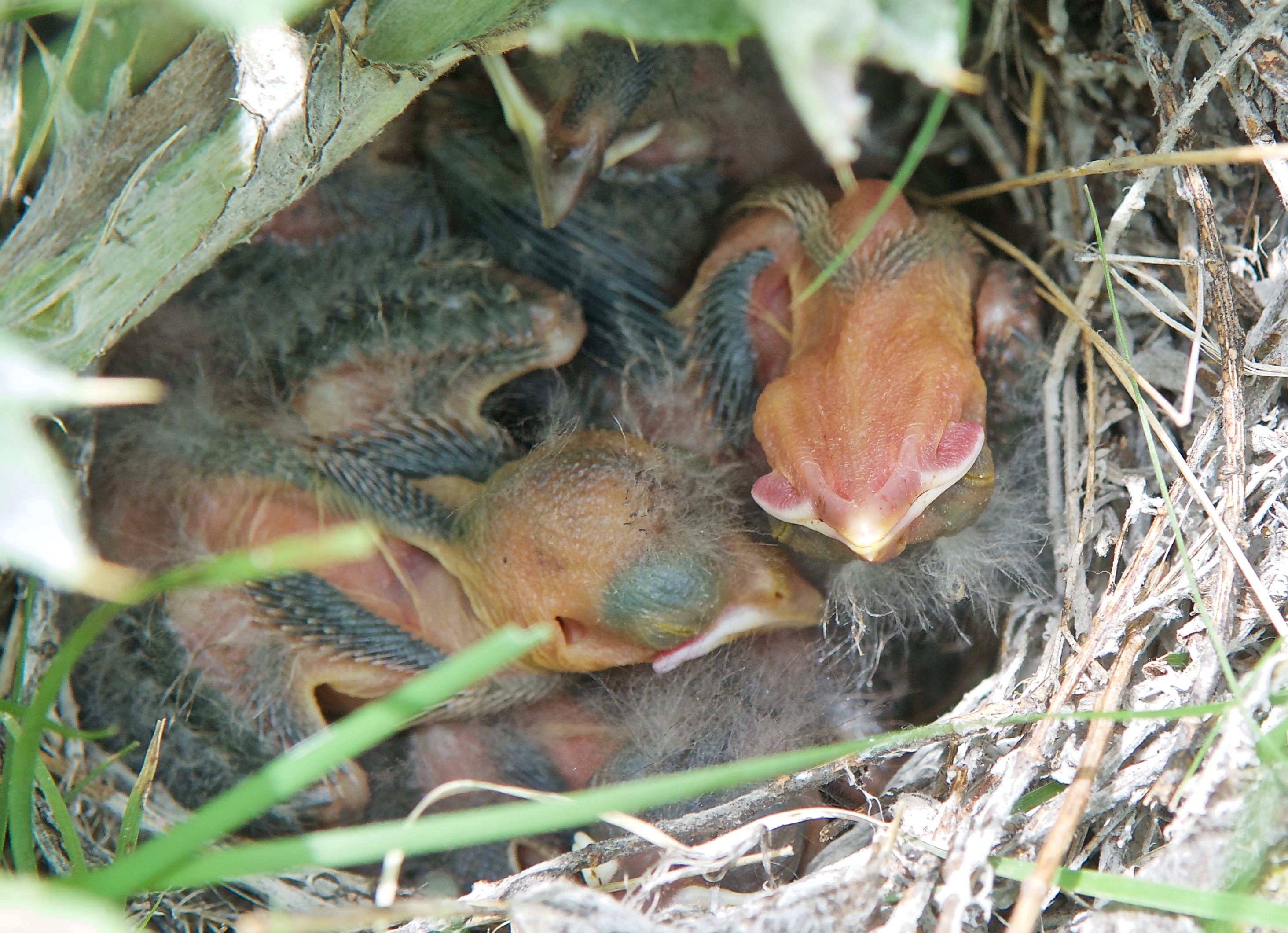 Babies in Lark Sparrow Nest