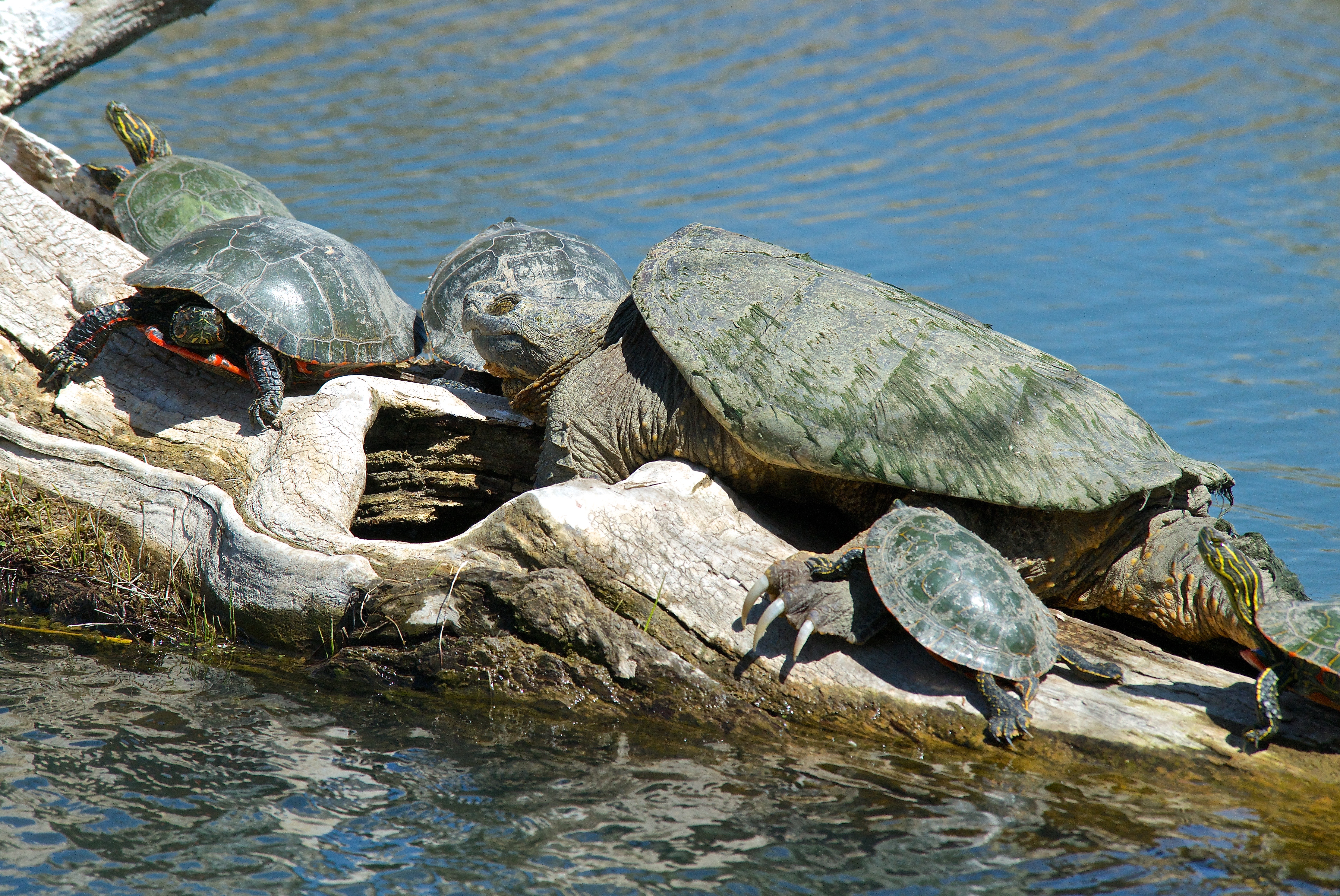 Snapping Turtle