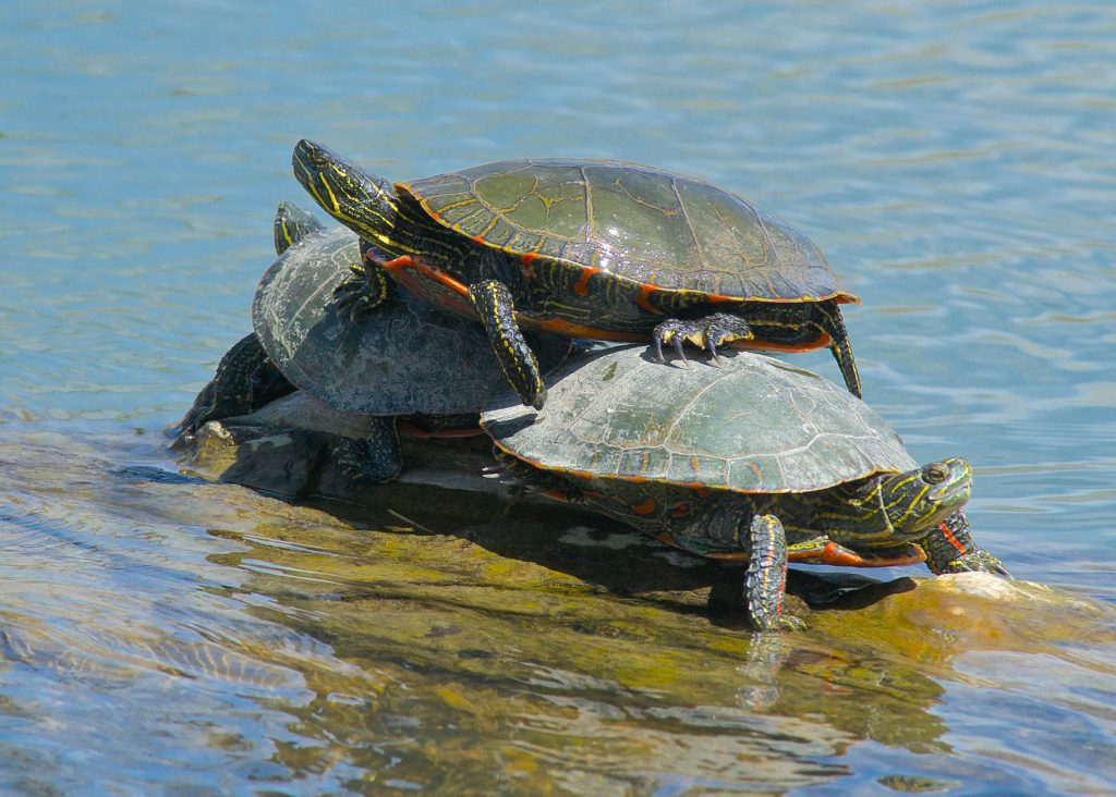 Painted Turtles - Plants and Animals of Northeast Colorado