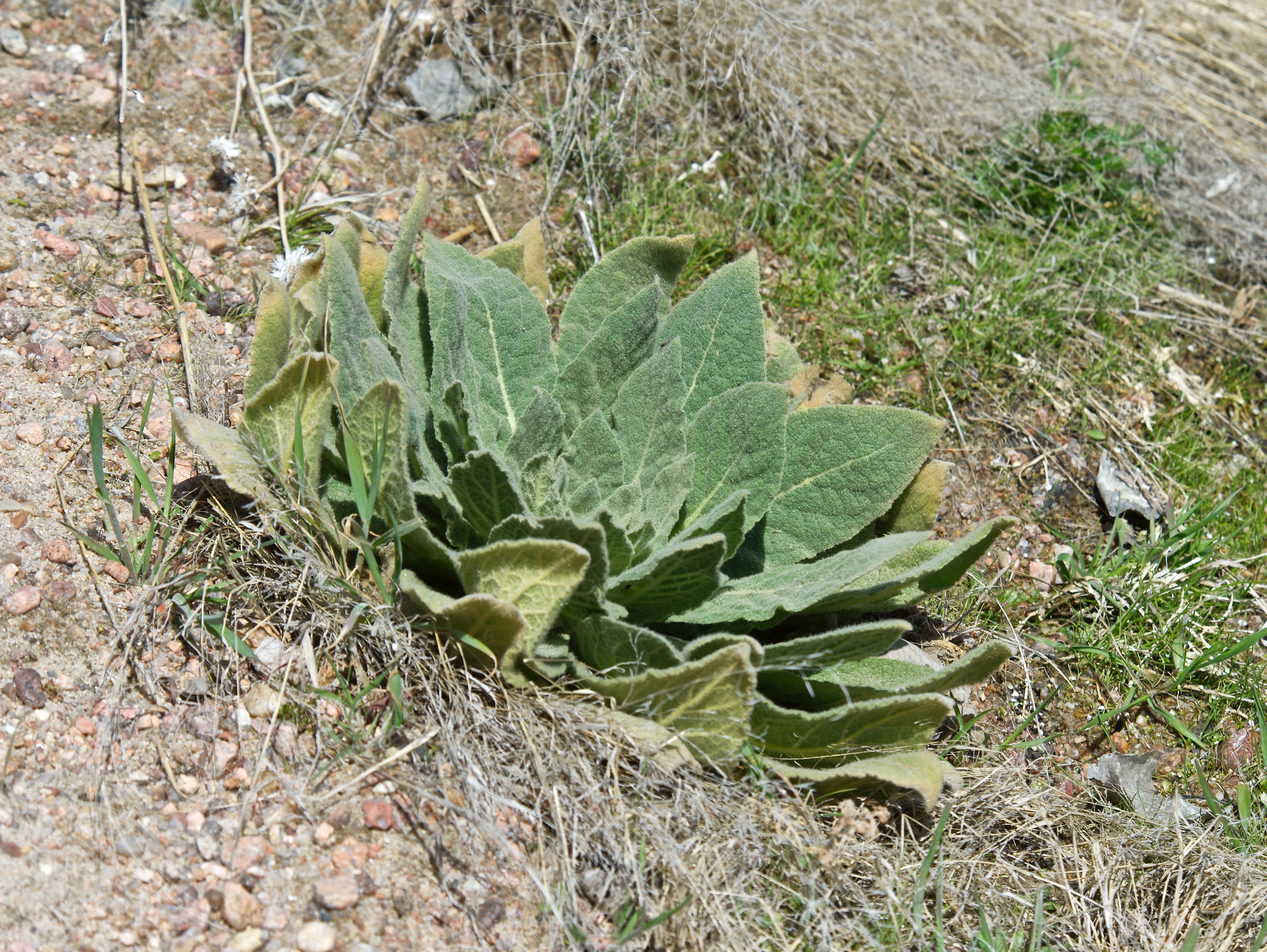 Mullein (April 27 '13)