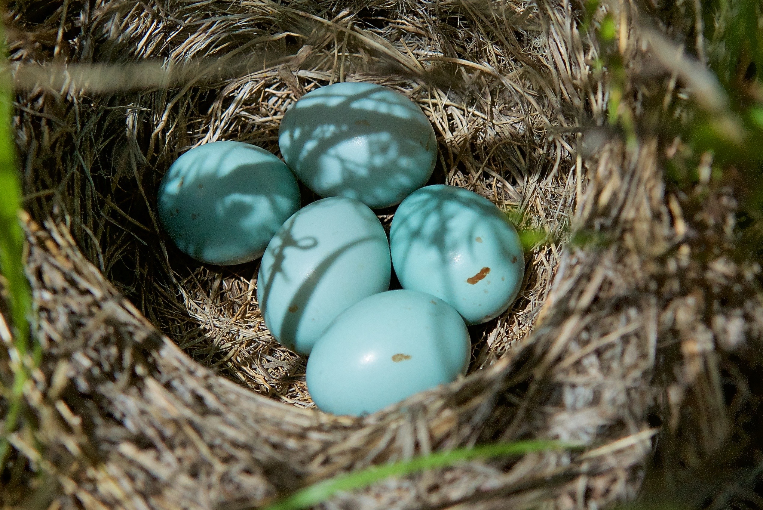 Lark Bunting Nest