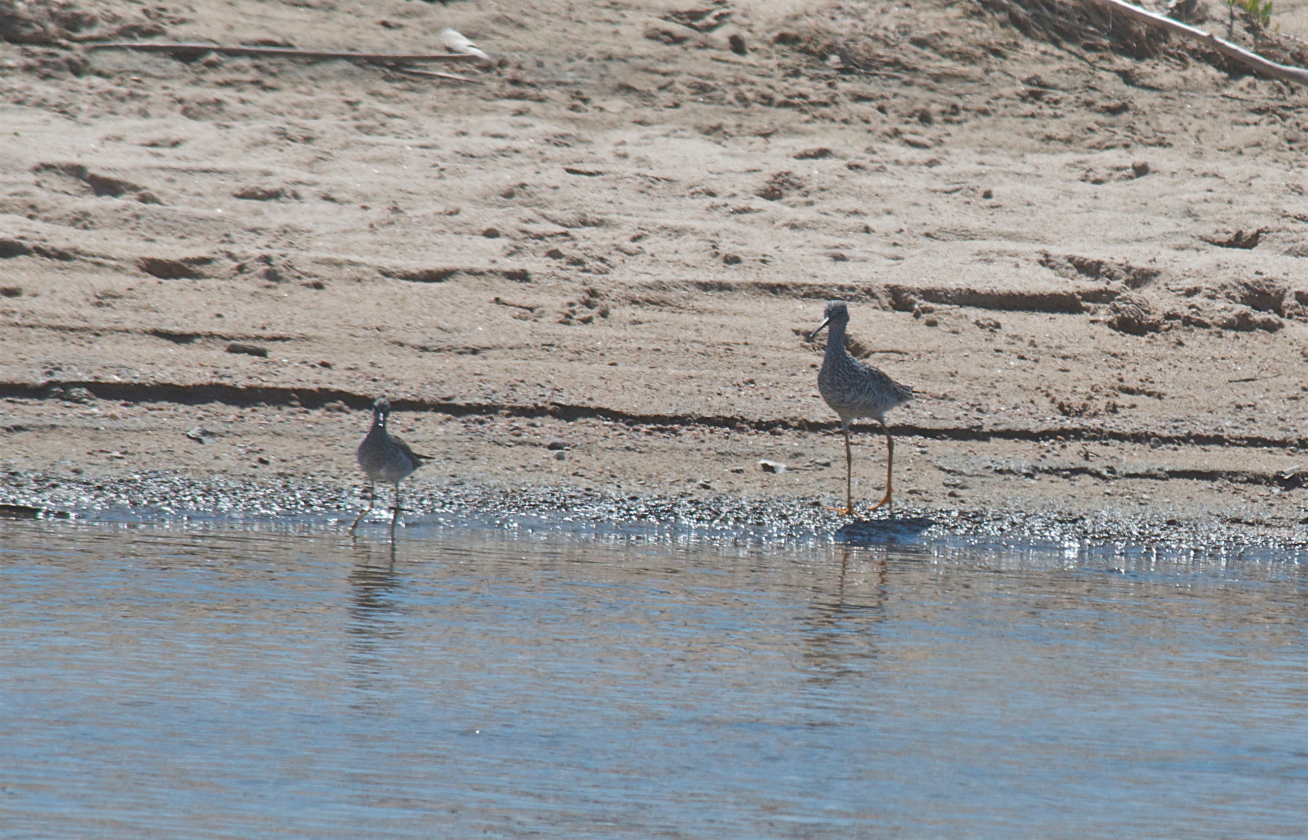 Lesser and Greeater Yellowlegs (shows size diference)