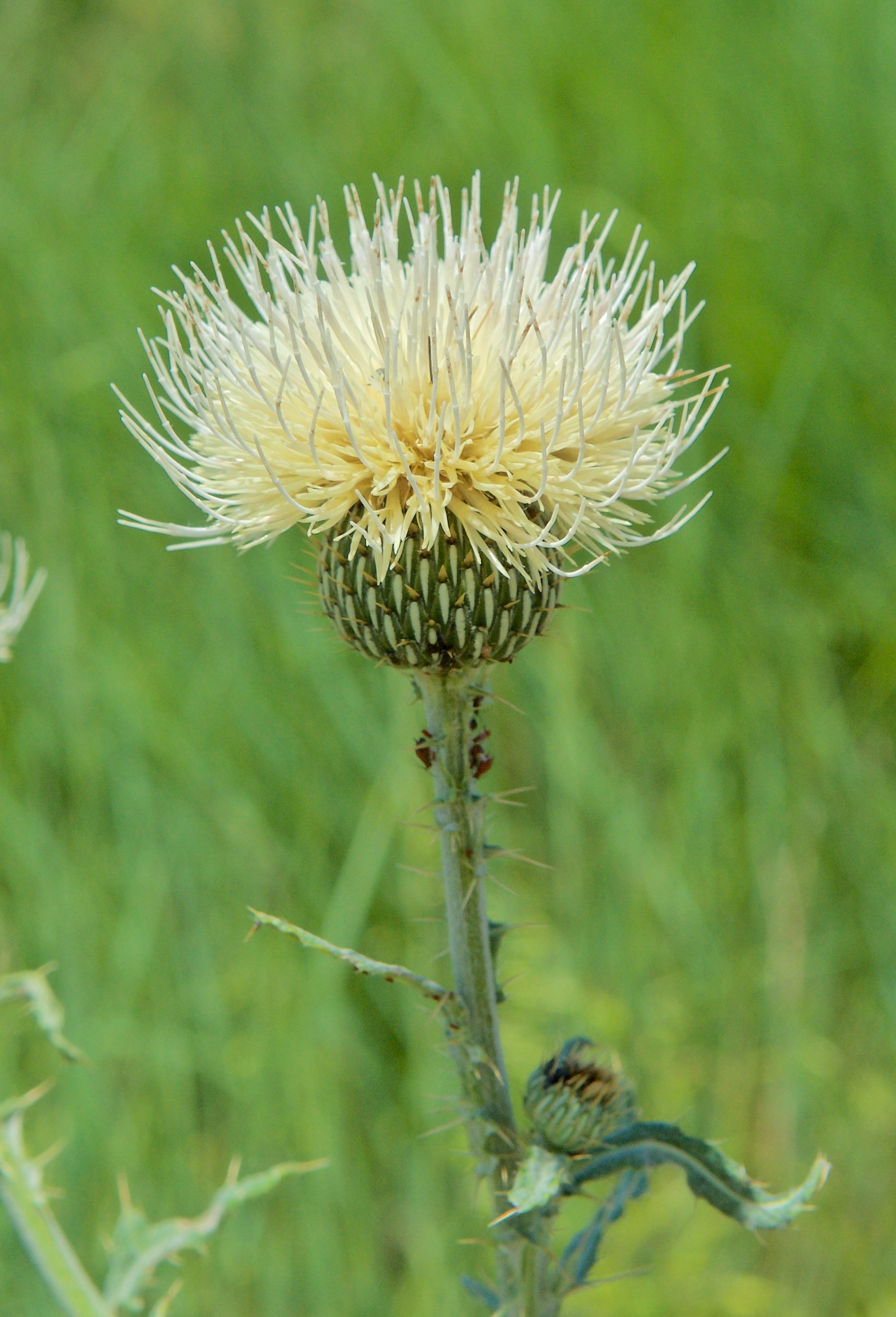 Platte Thistle (Cirsium canescens)? (Wavy-leafed)
