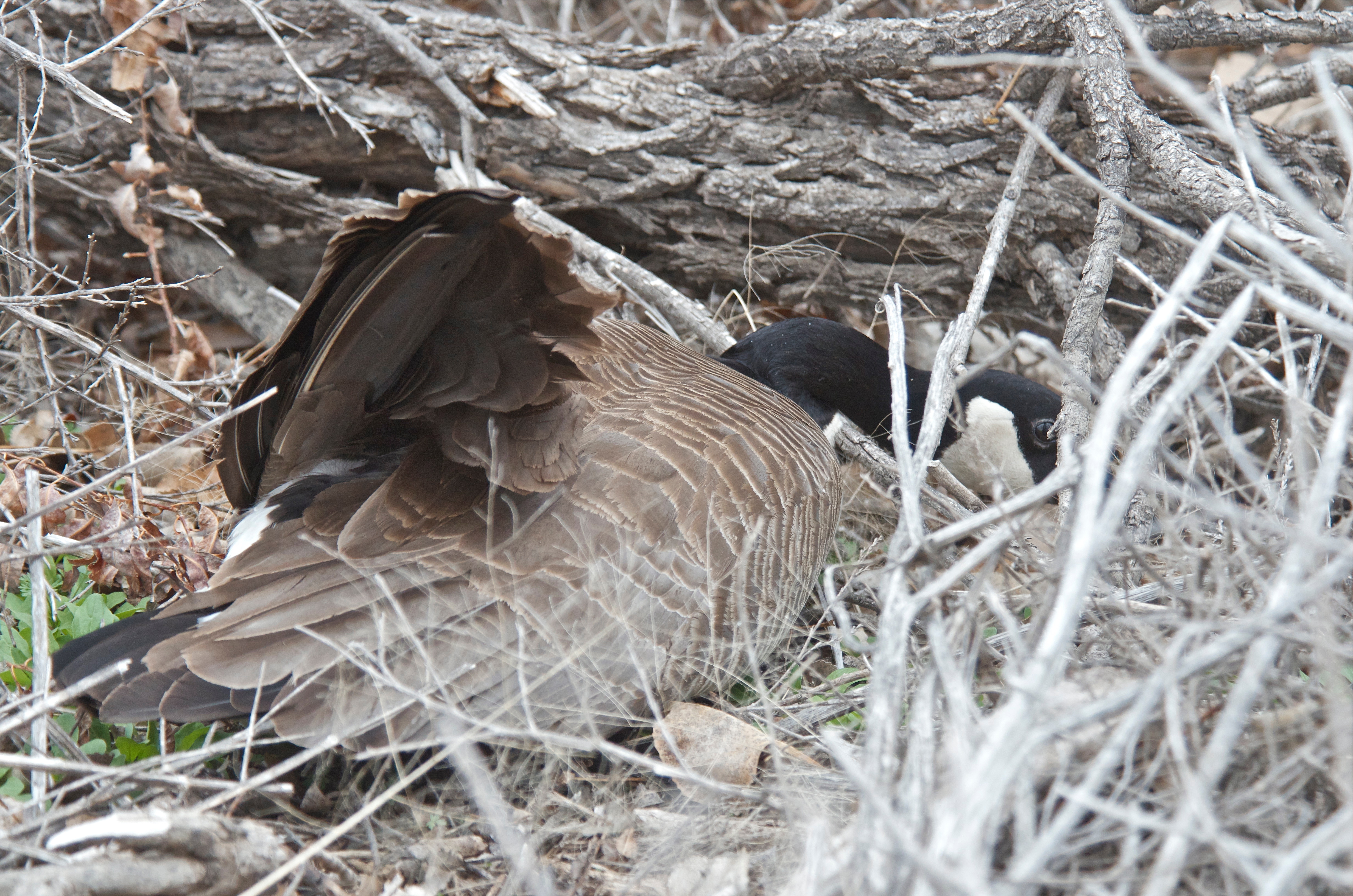 Canada Goose (Playing wounded)