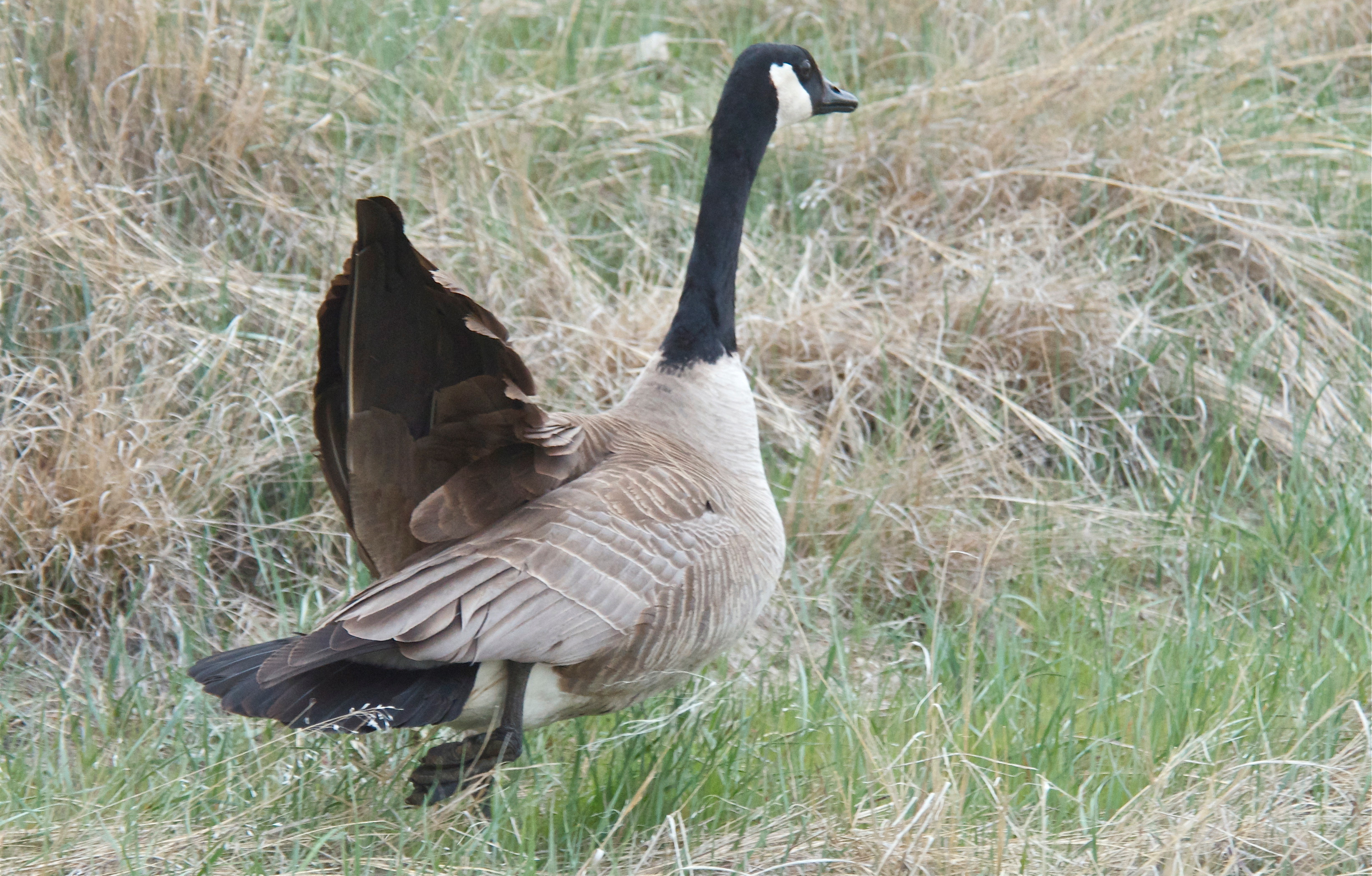 Canada Goose (Playing wounded)