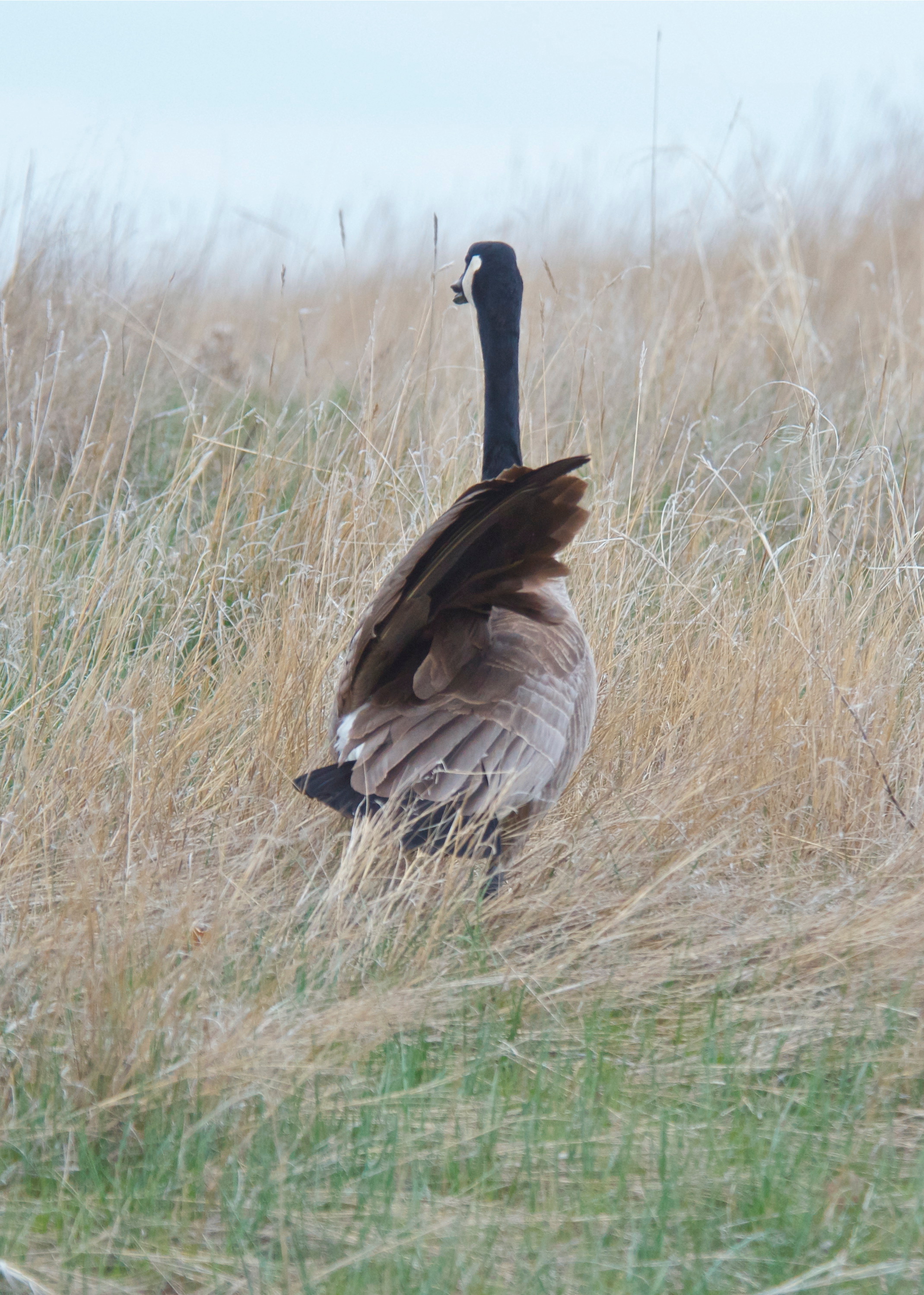 Canada Goose (Playing wounded)
