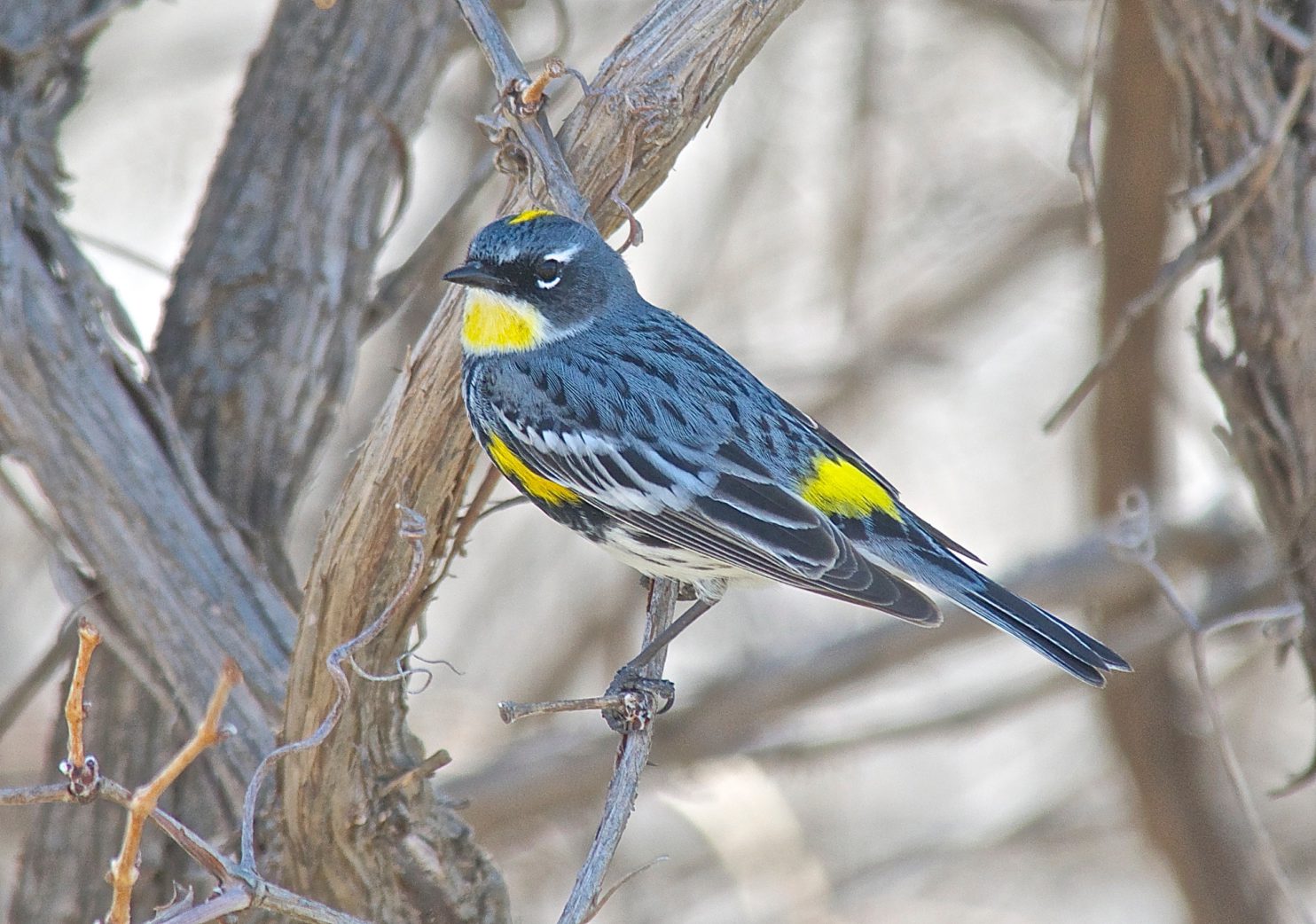 yellow rumped