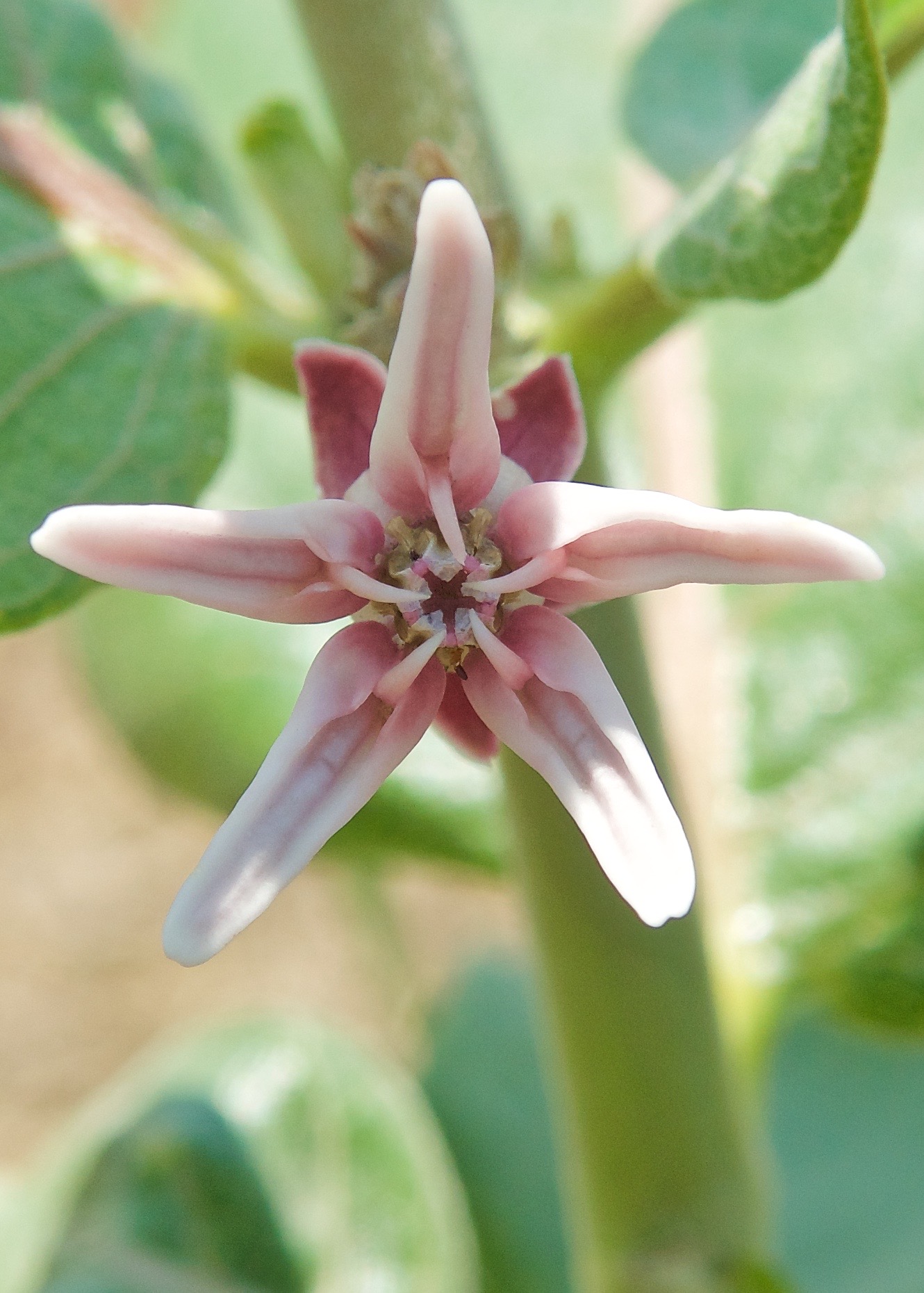 Asclepias speciosa (Showy Milkweed)