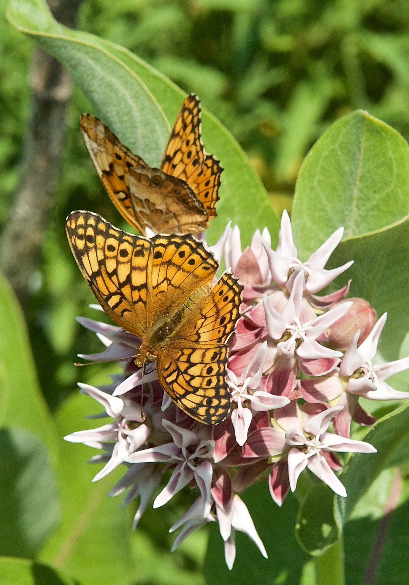 Euptoieta claudia (Butterfly)Variegated Fritillary on Showy Milkweed
