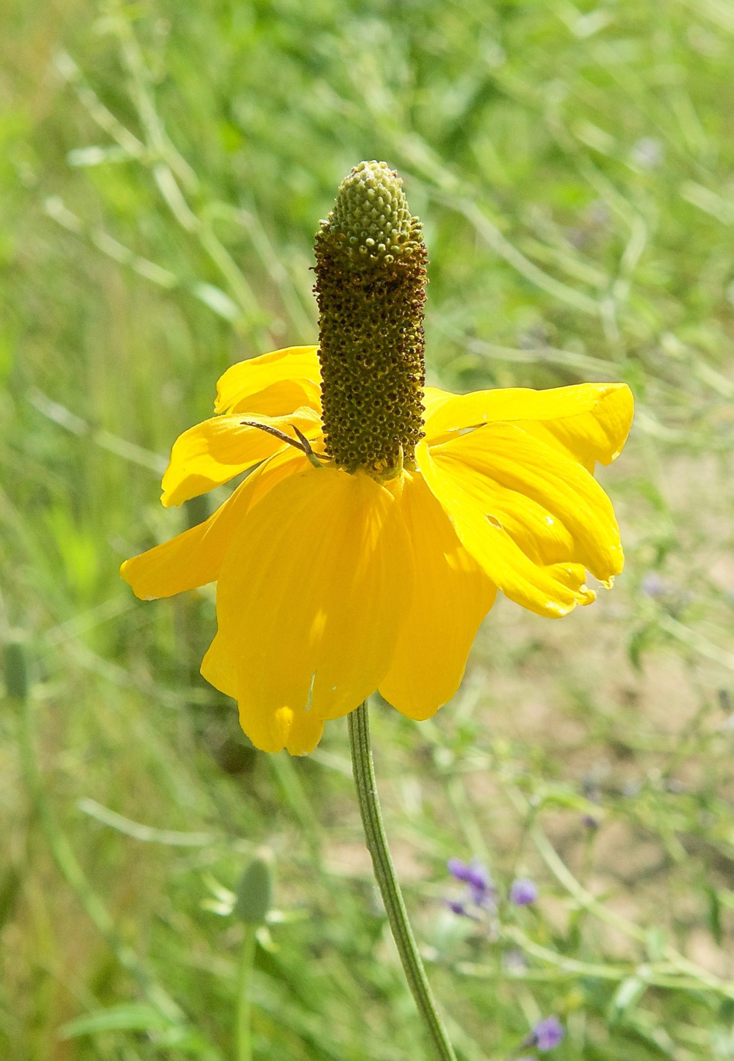 Prairie Coneflower (Ratibida columnifera) Plants and Animals of