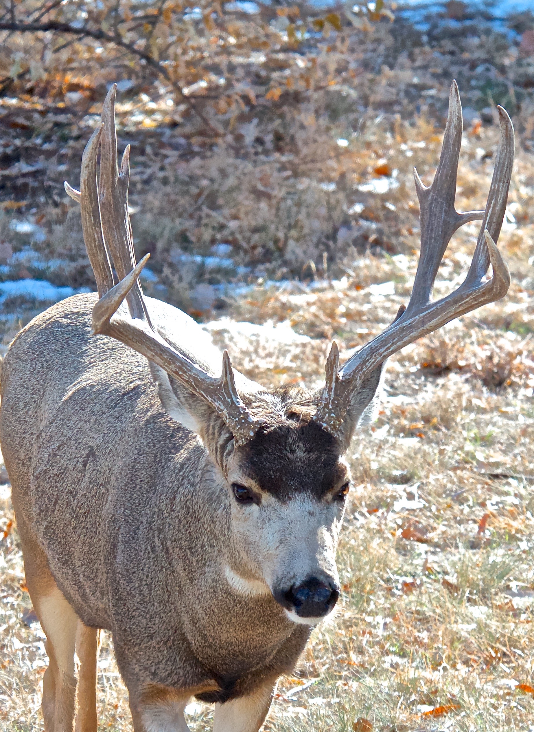 Mule Deer Buck (largest thus far this year)