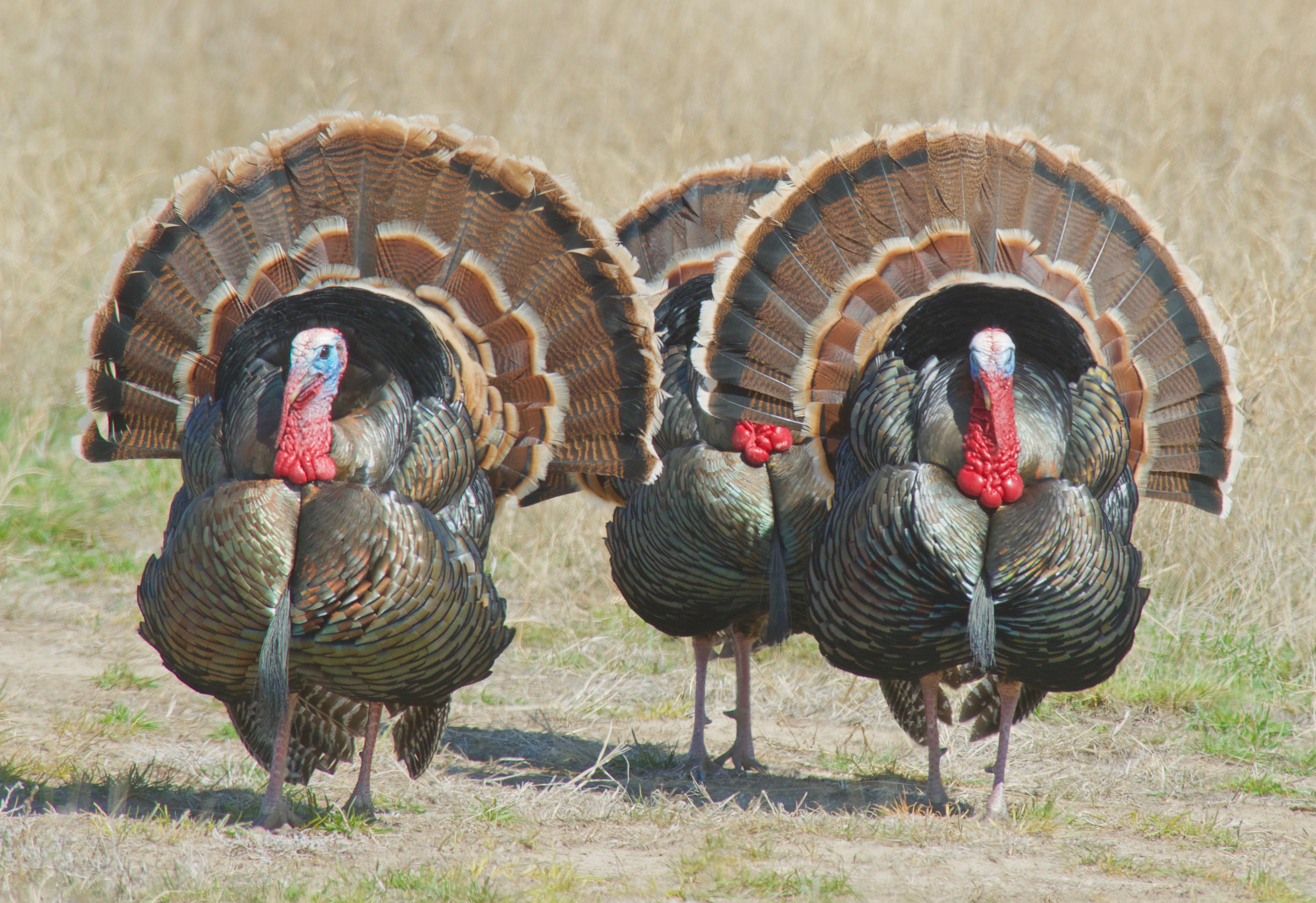 Rio Grande Turkey Plants And Animals Of Northeast Colorado