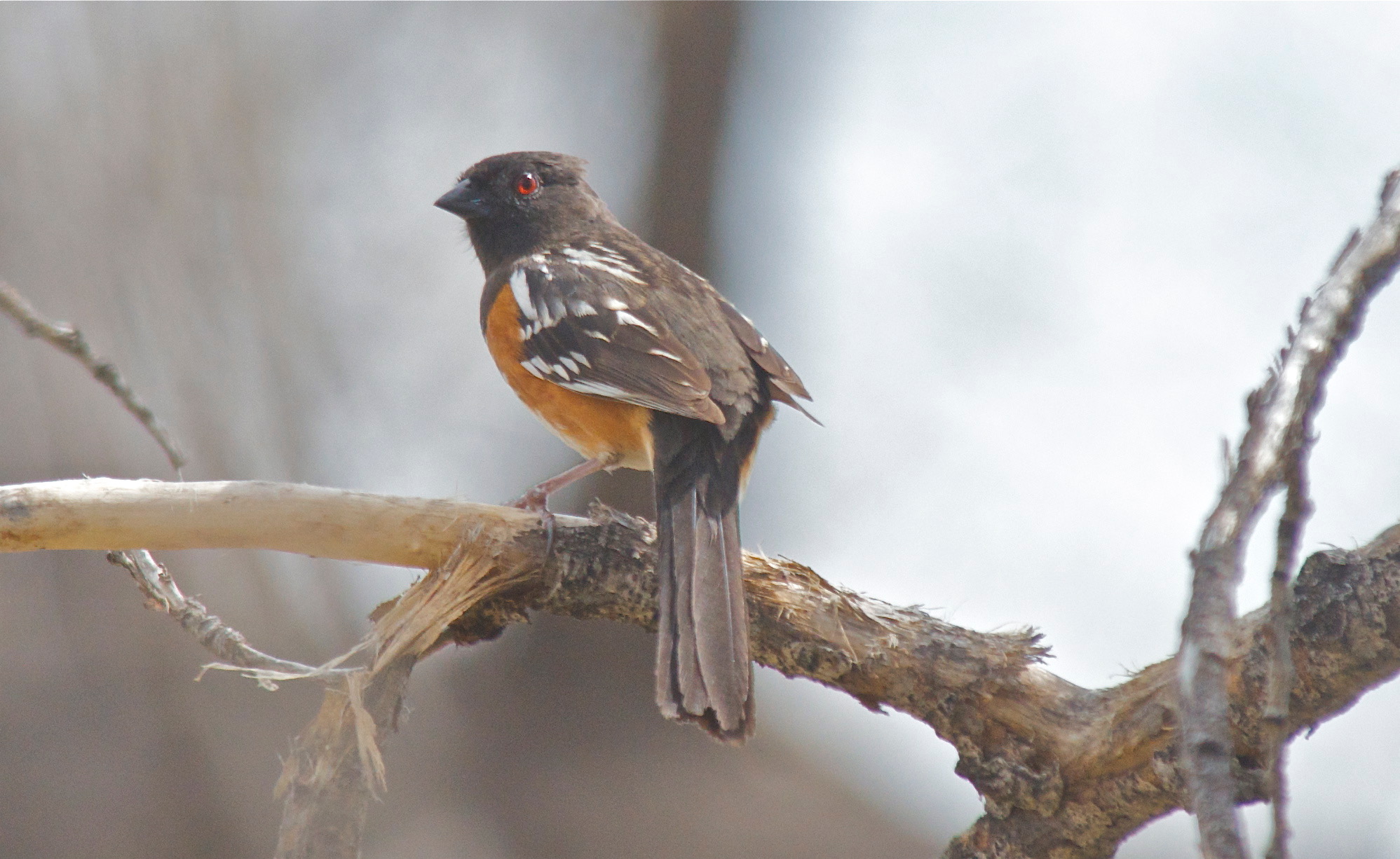 Spotted Towhee