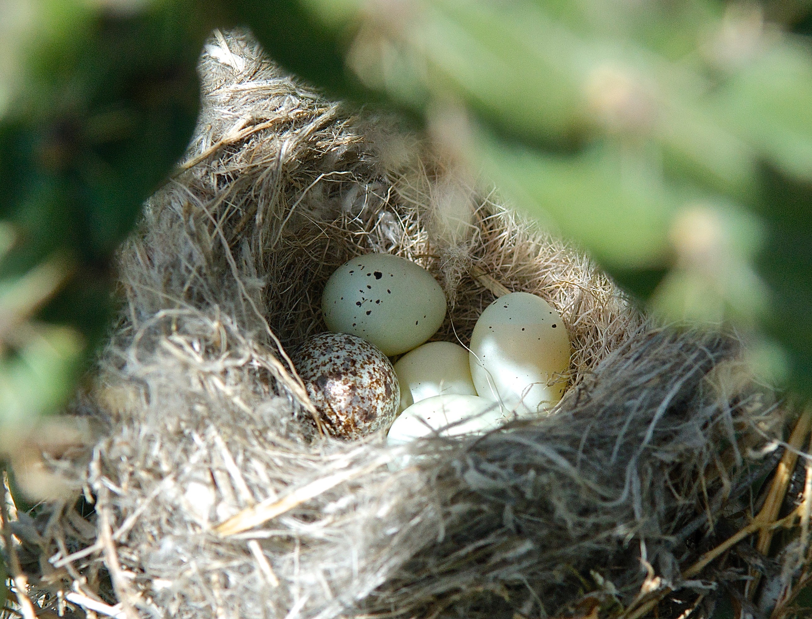 House Finch Nest (w/cowbird egg) (5-13)