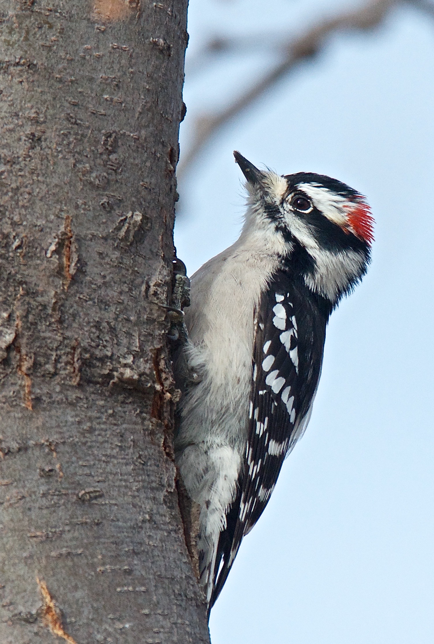 Downy Woodpecker