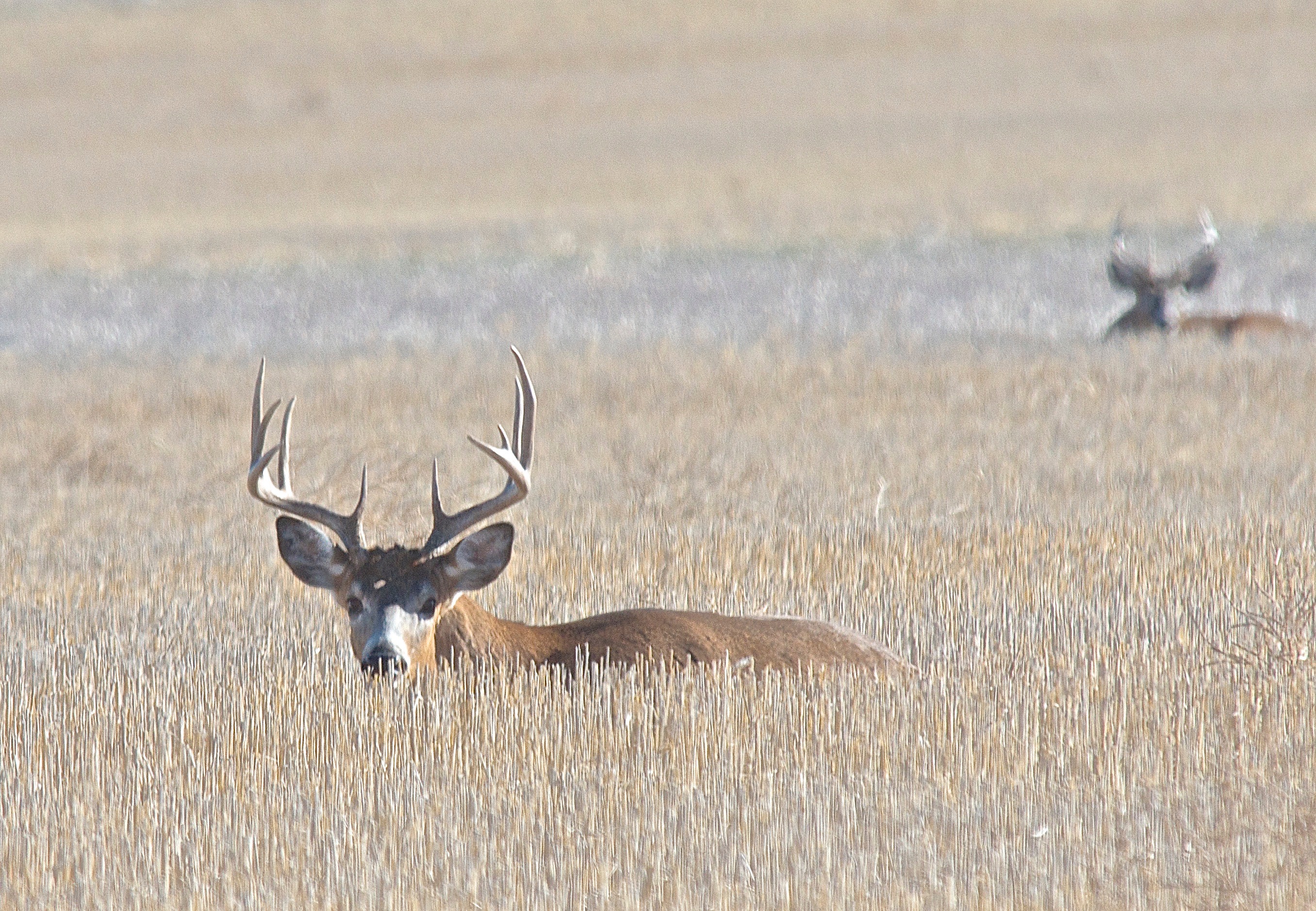 White-Tailed Deer