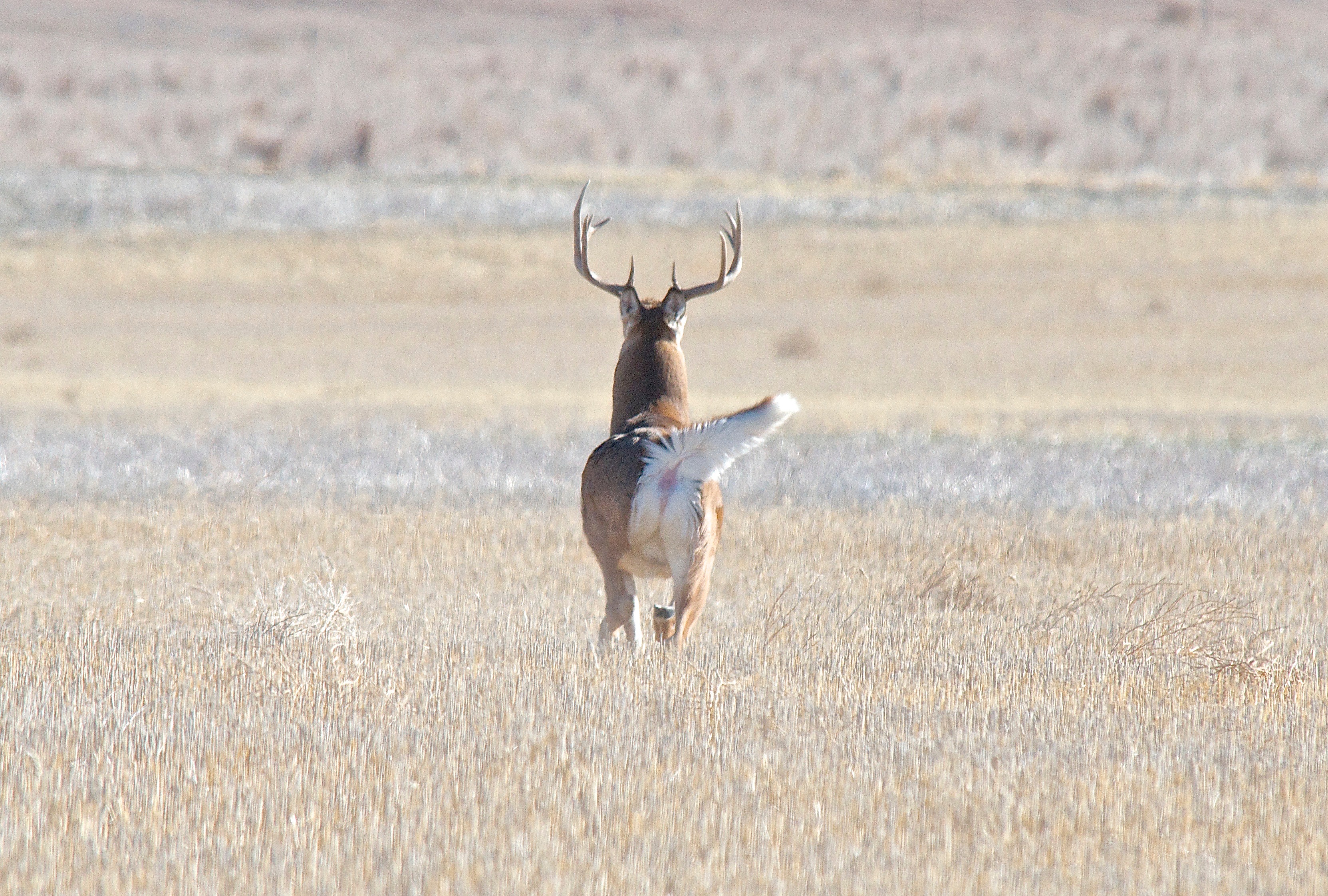 White-Tailed Deer