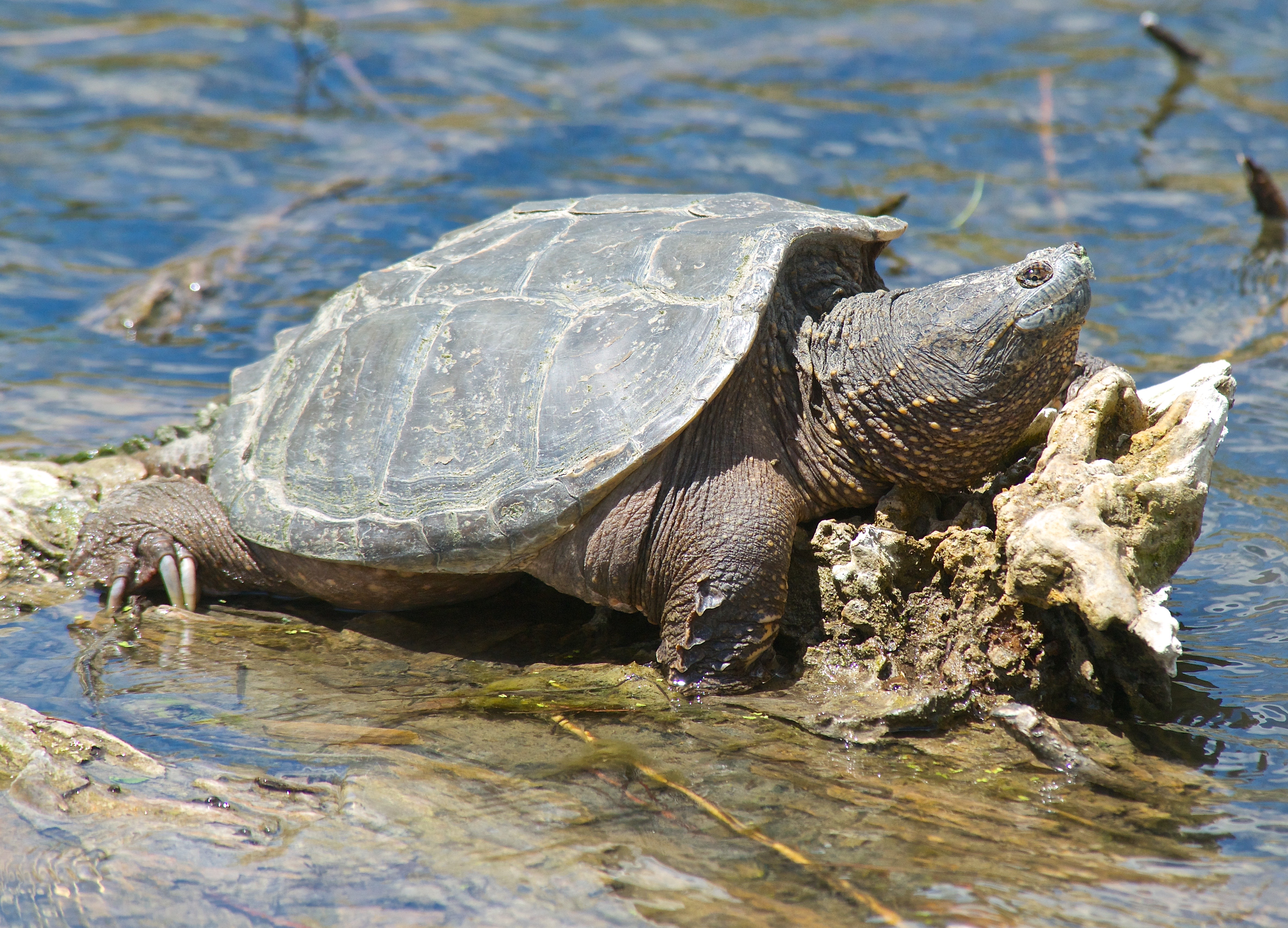 Snapping Turtle