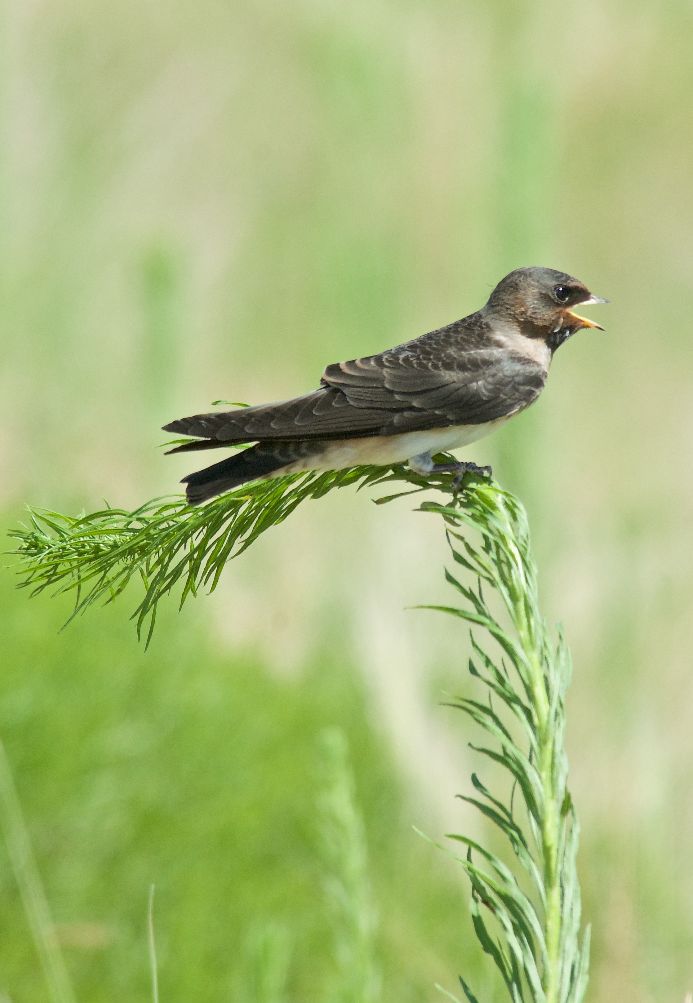 Juvenile Cliff Swallow