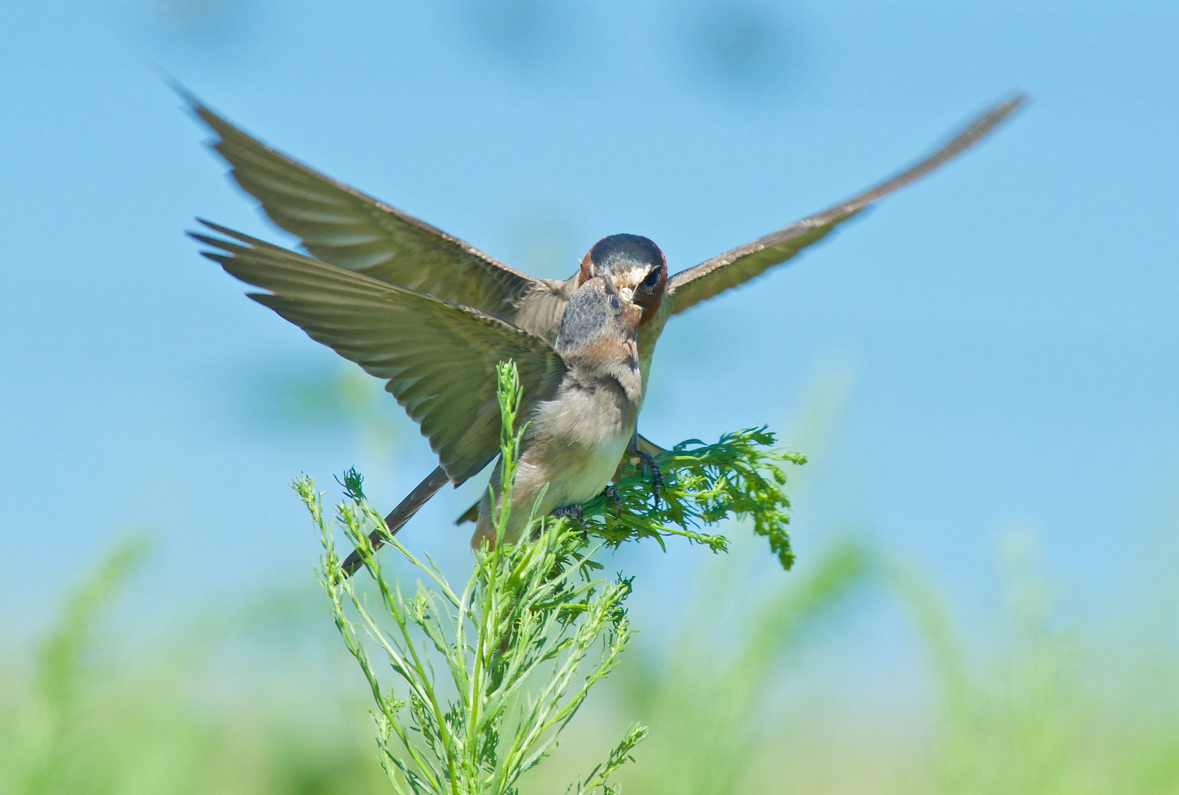 Adult Cliff Swallow feeding Juvenile