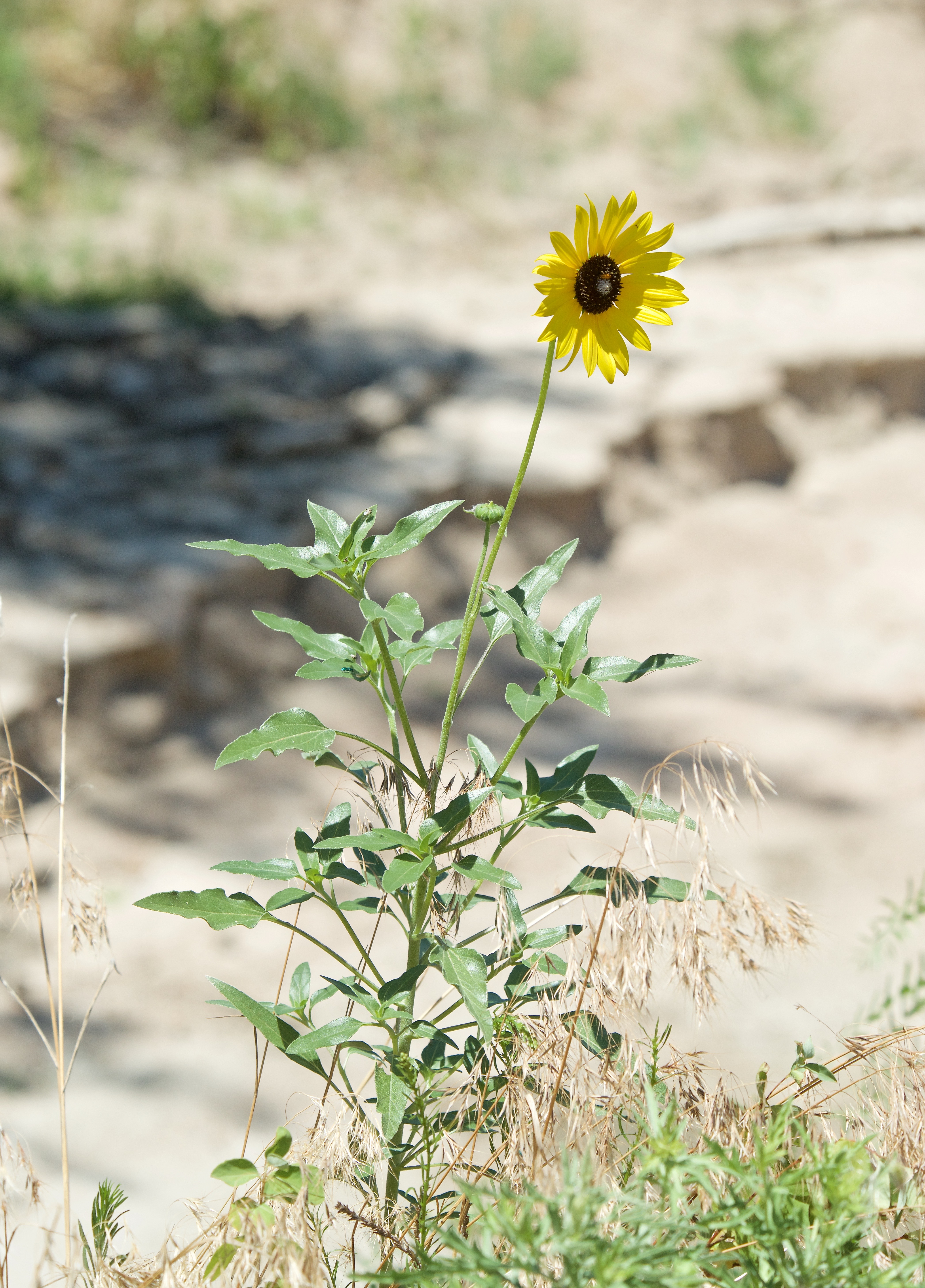 Prairie Sunflower