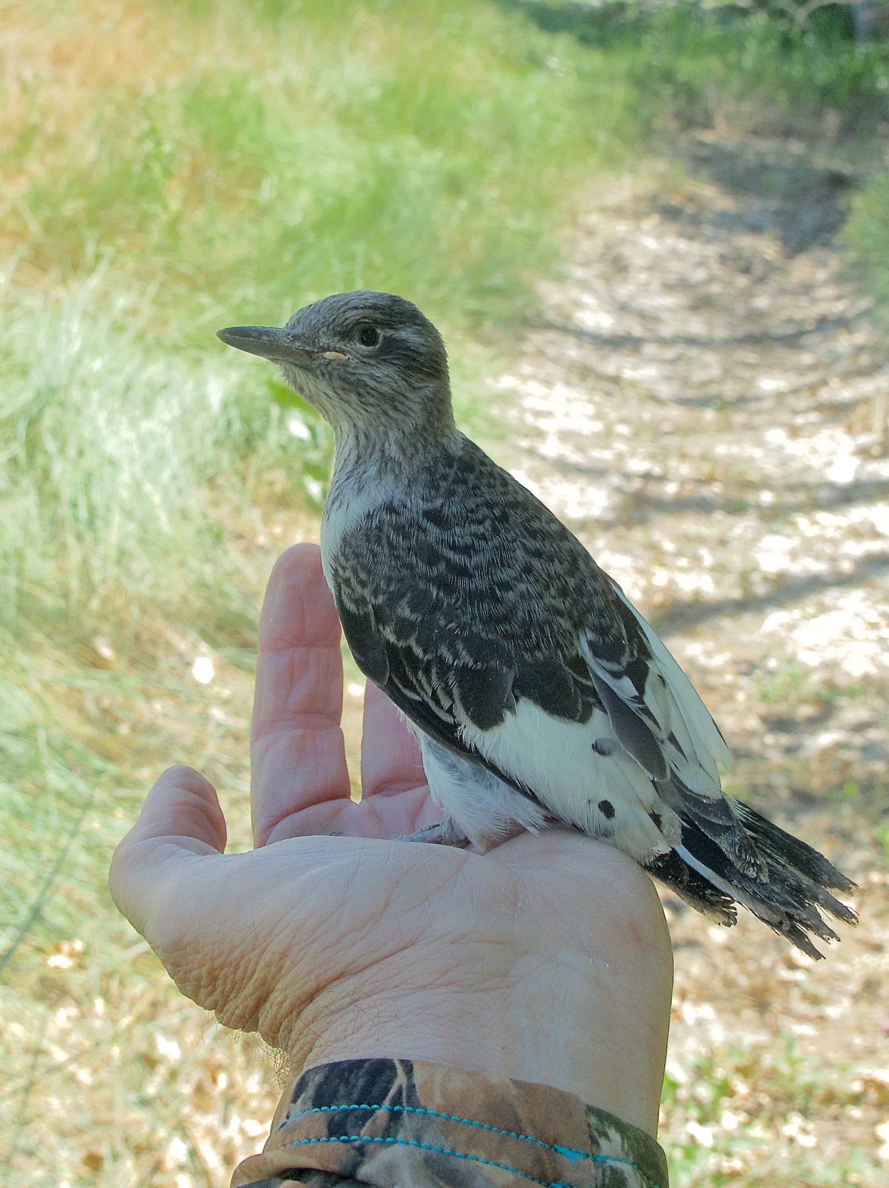 Fledgling Red-Headed Woodpecker