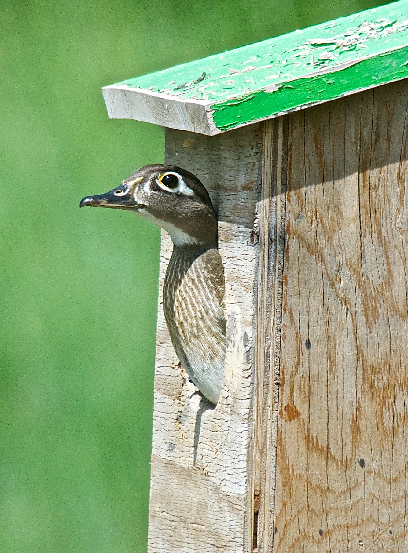 Wood Duck in Country Club Hills