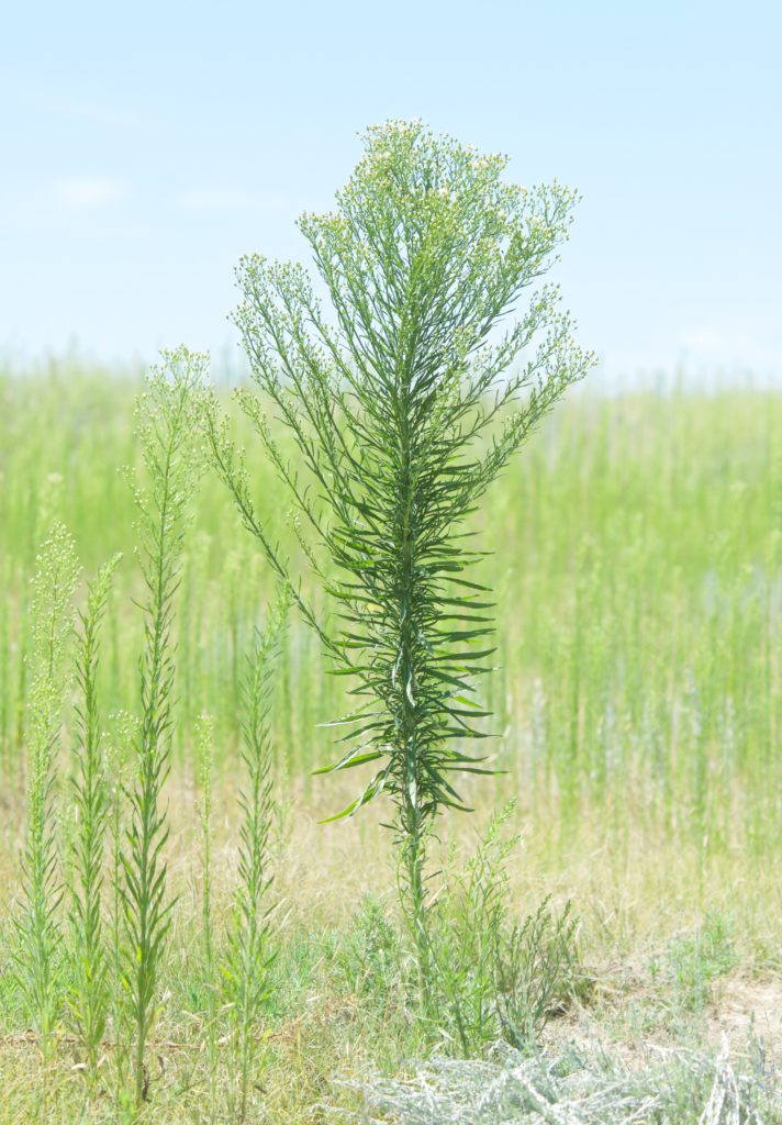 Horseweed (Conyza canadensis)