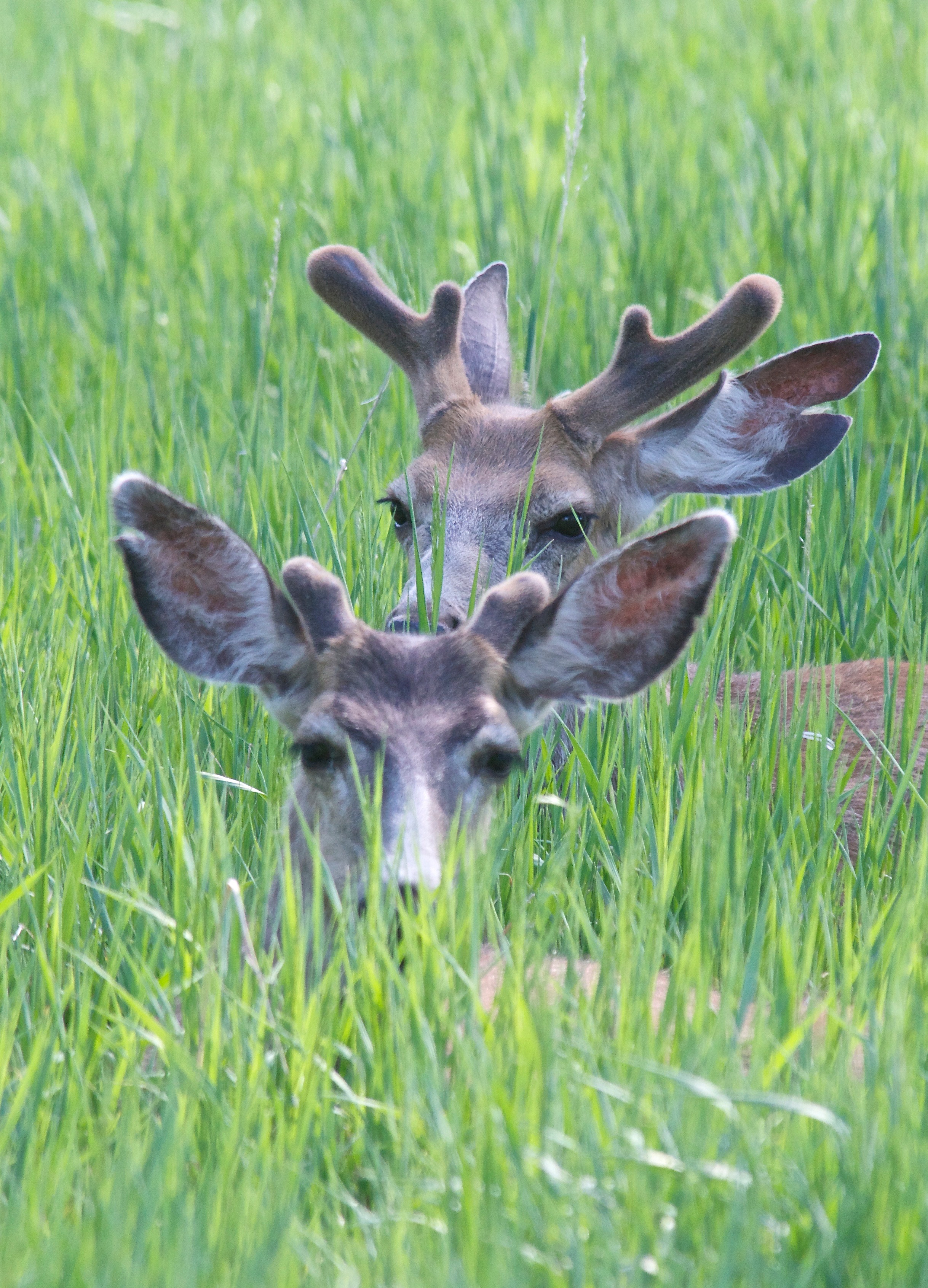 Mule Deer (L. Split Ear, 5-30-13)