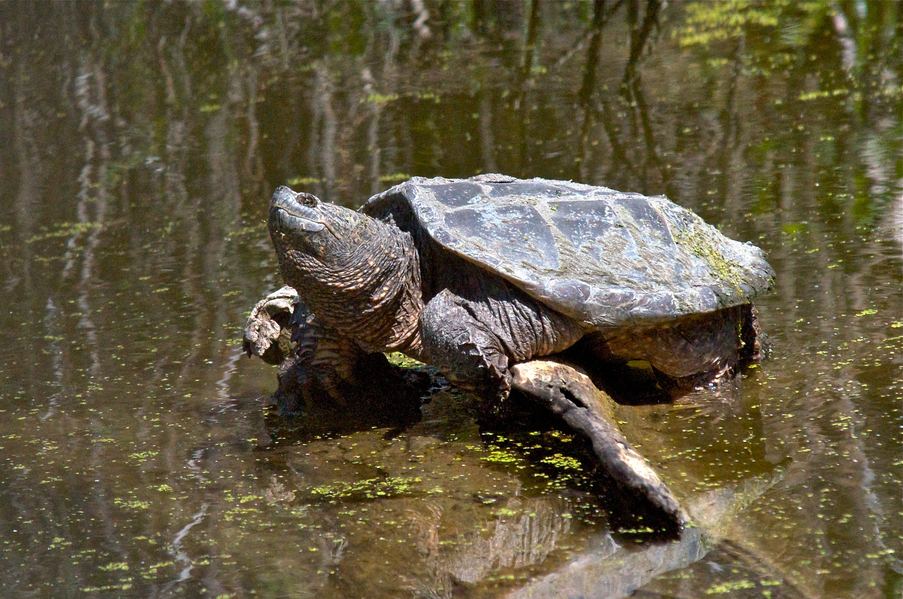 Snapping Turtle