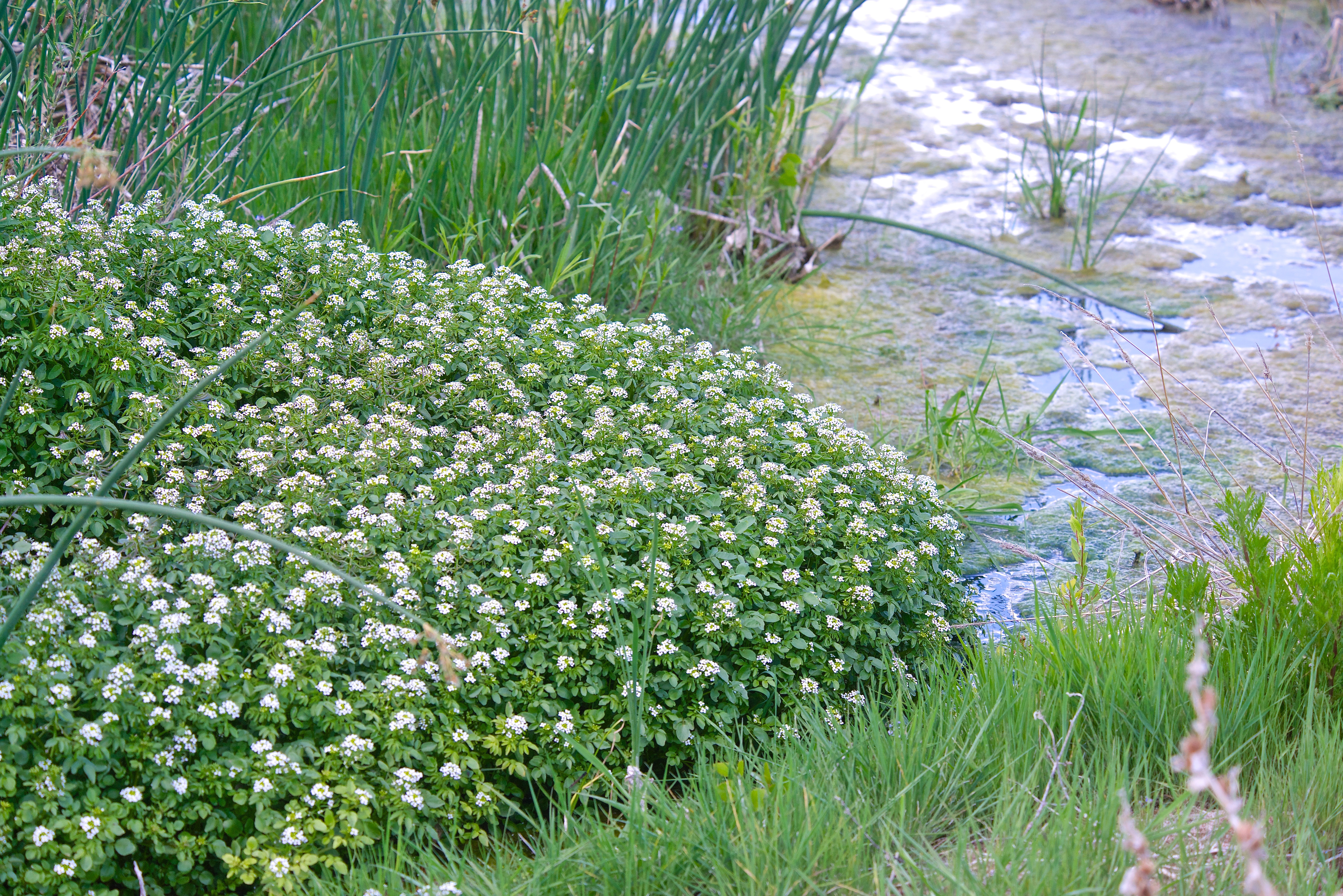 Watercress (Nasturtium officinale)