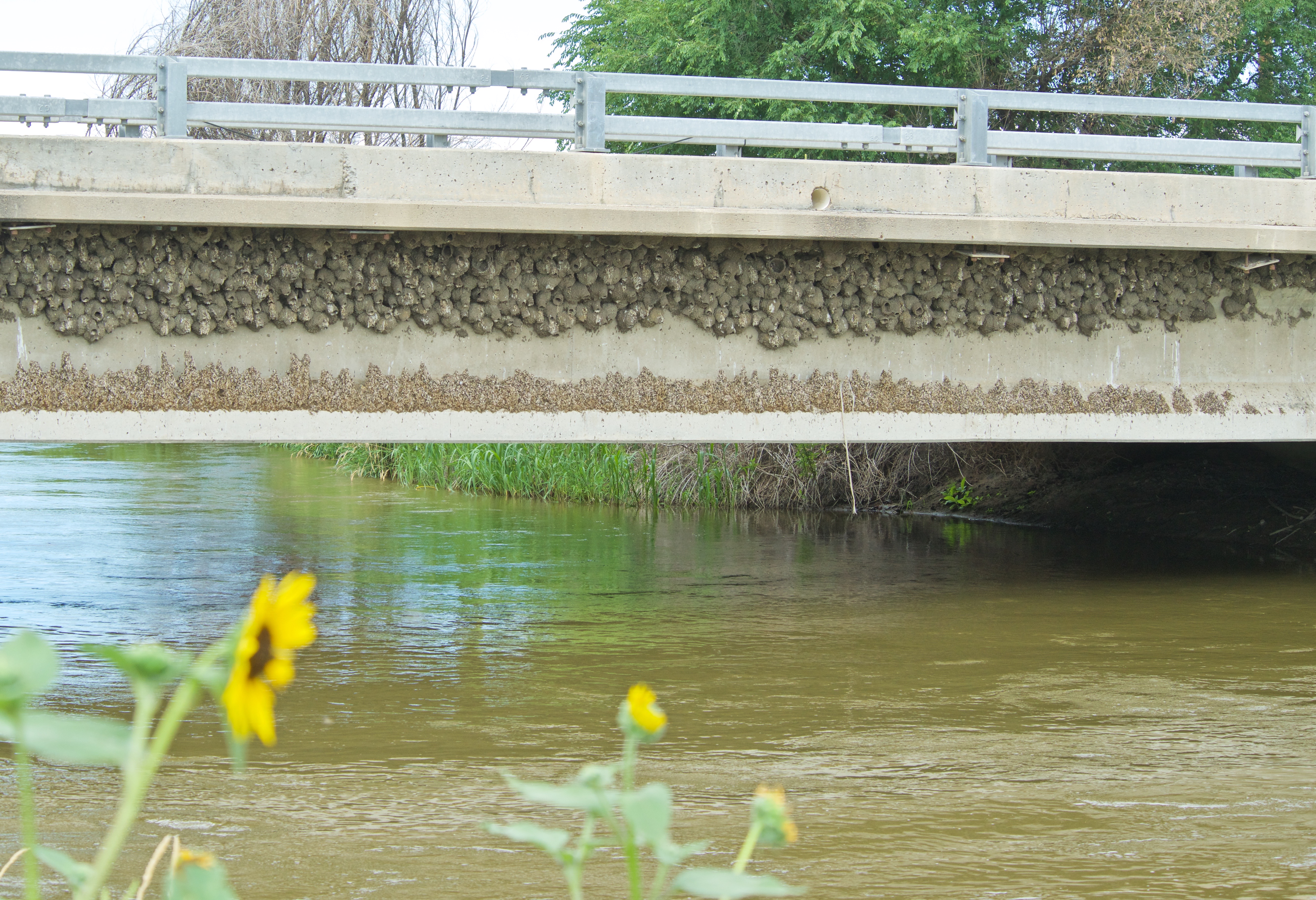 Cliff Swallow Nests and Guano under Bridge near Merino